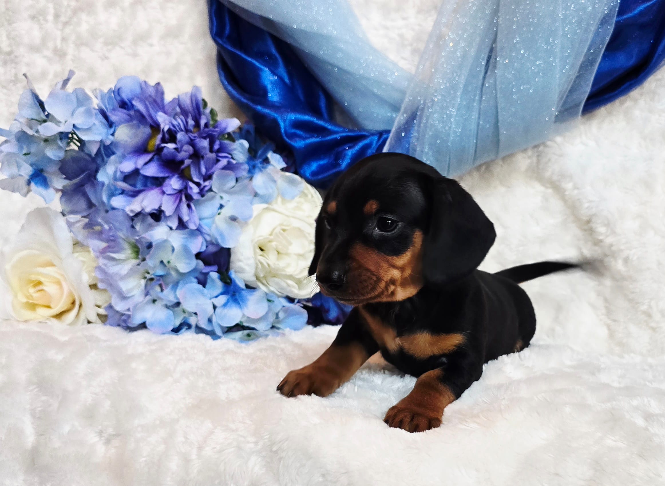 Mack – Miniature Dachshund puppy for sale in Belgrade, MN