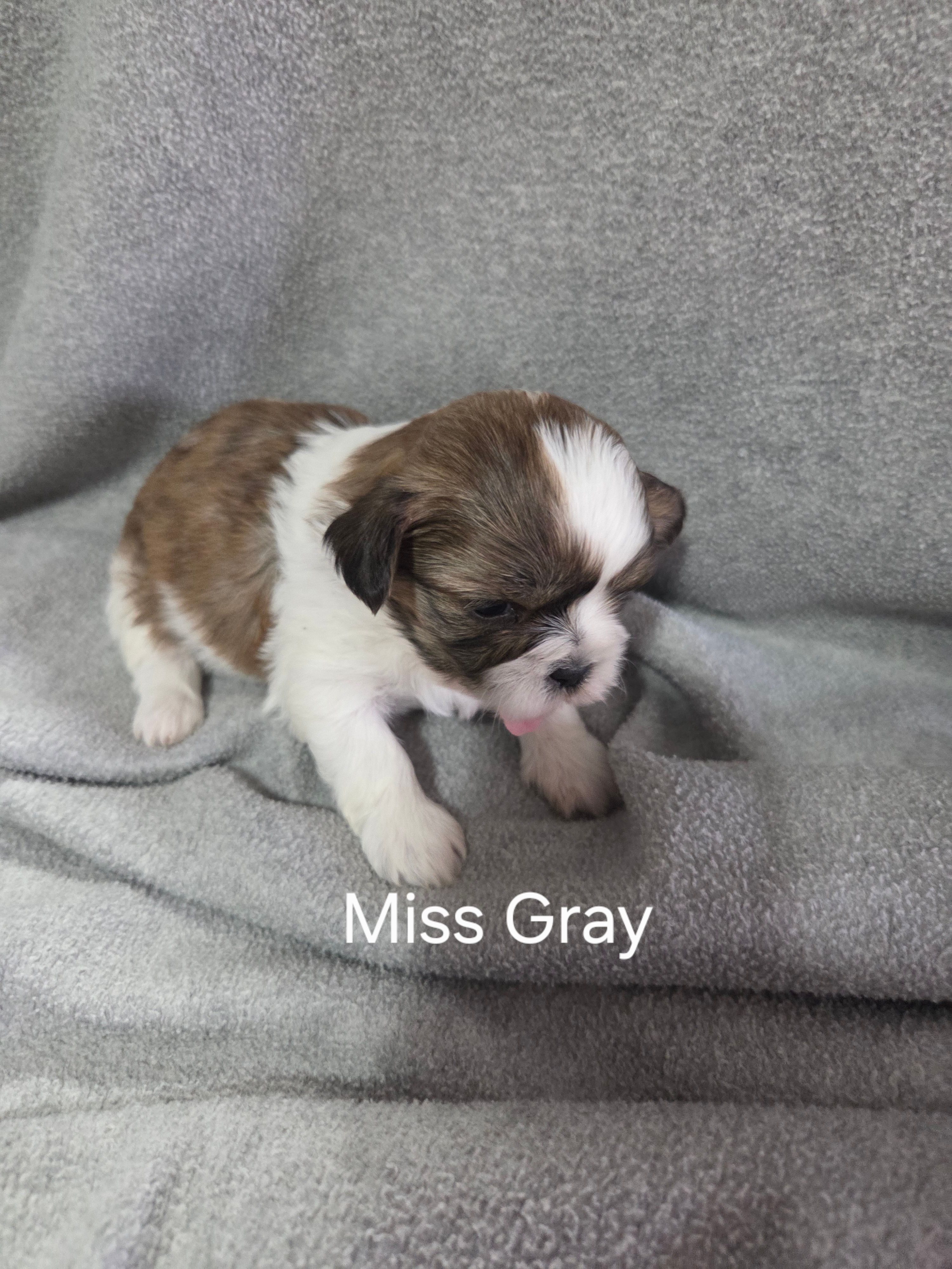 Miss Gray – Shih Tzu puppy for sale in Eldora, IA