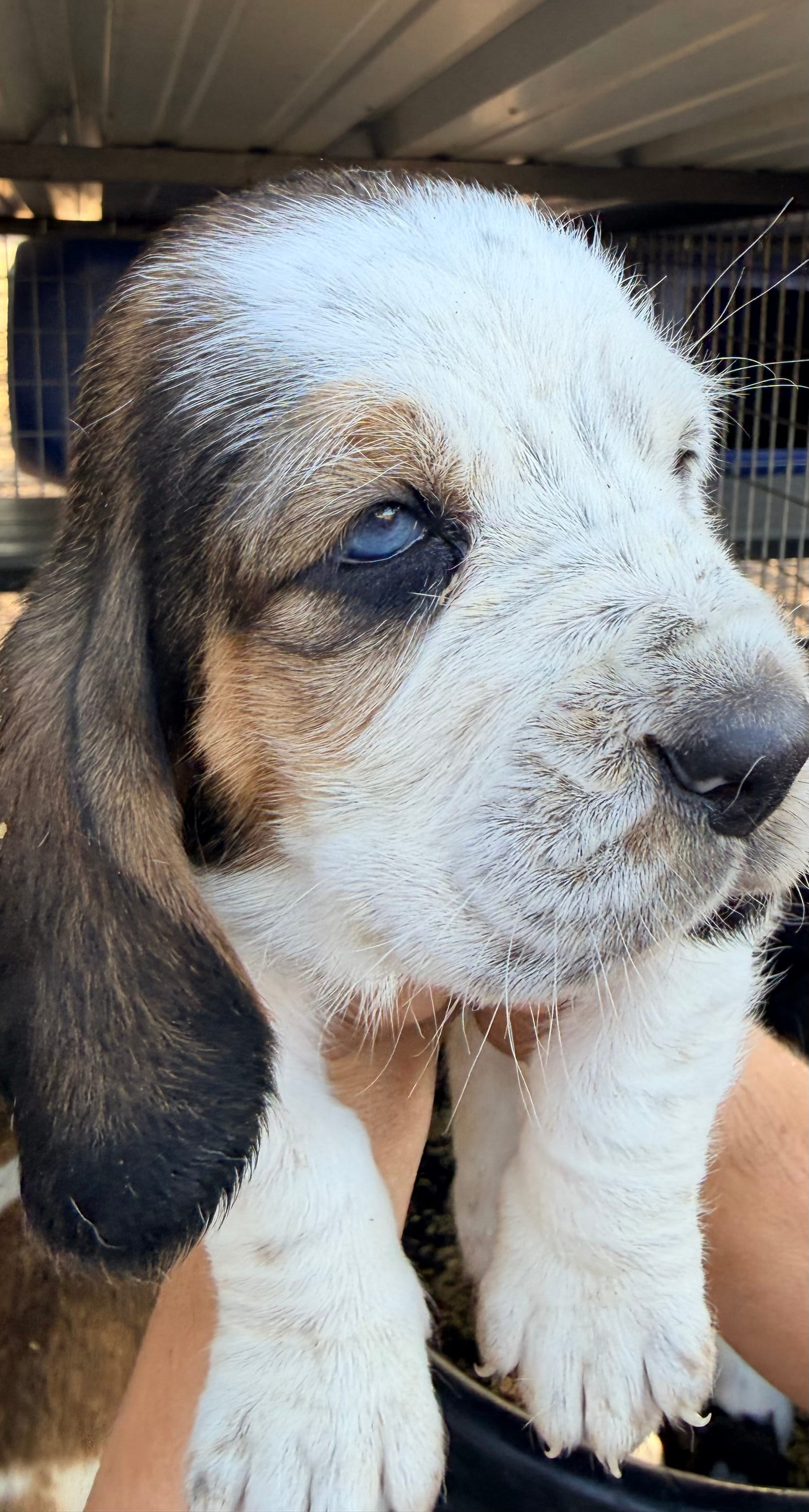 Pink – Basset Hound puppy for sale in George West, TX