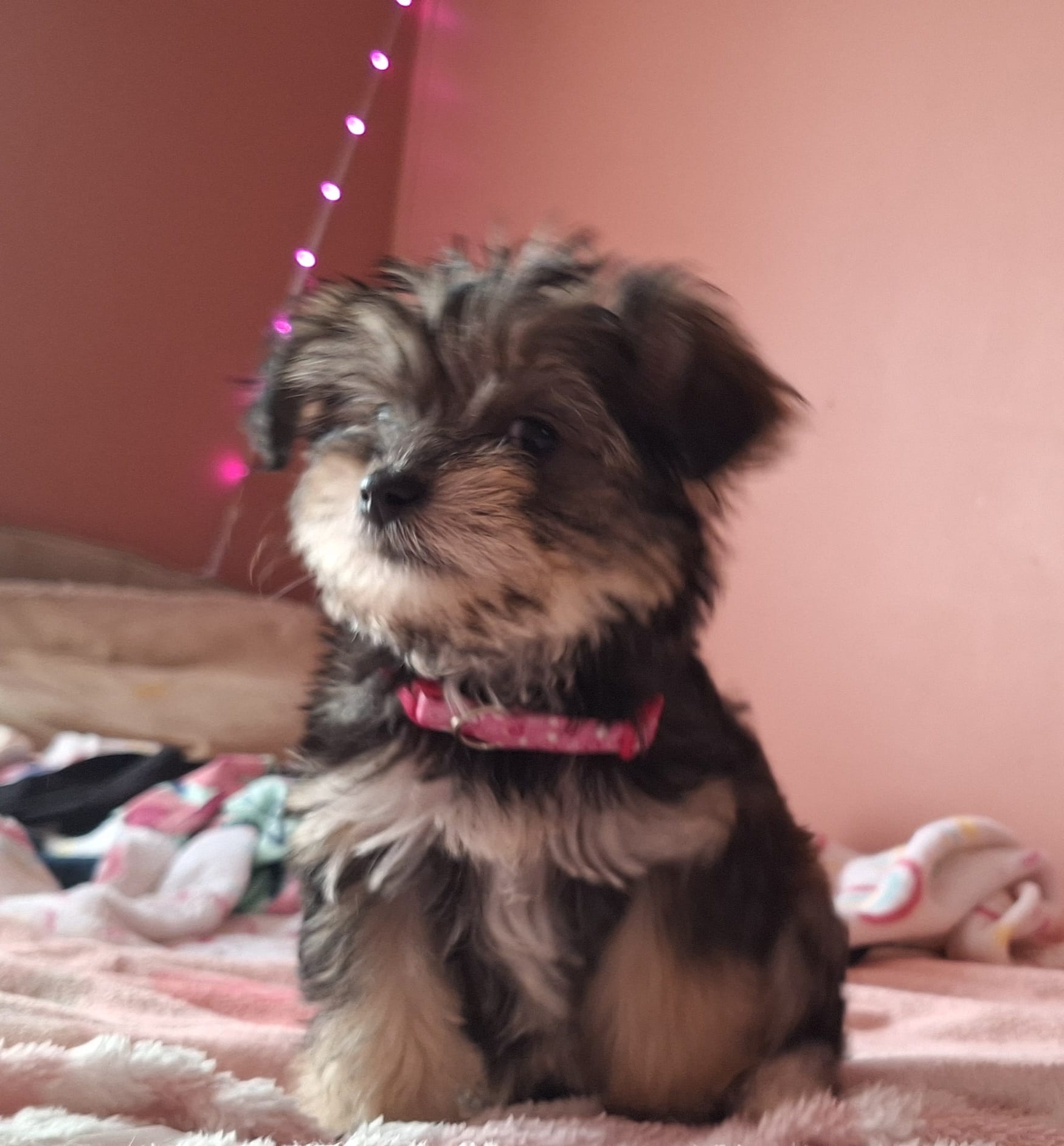 Hazel – Rat Terrier, Yorkshire Terrier puppy for sale in Evansville, IN