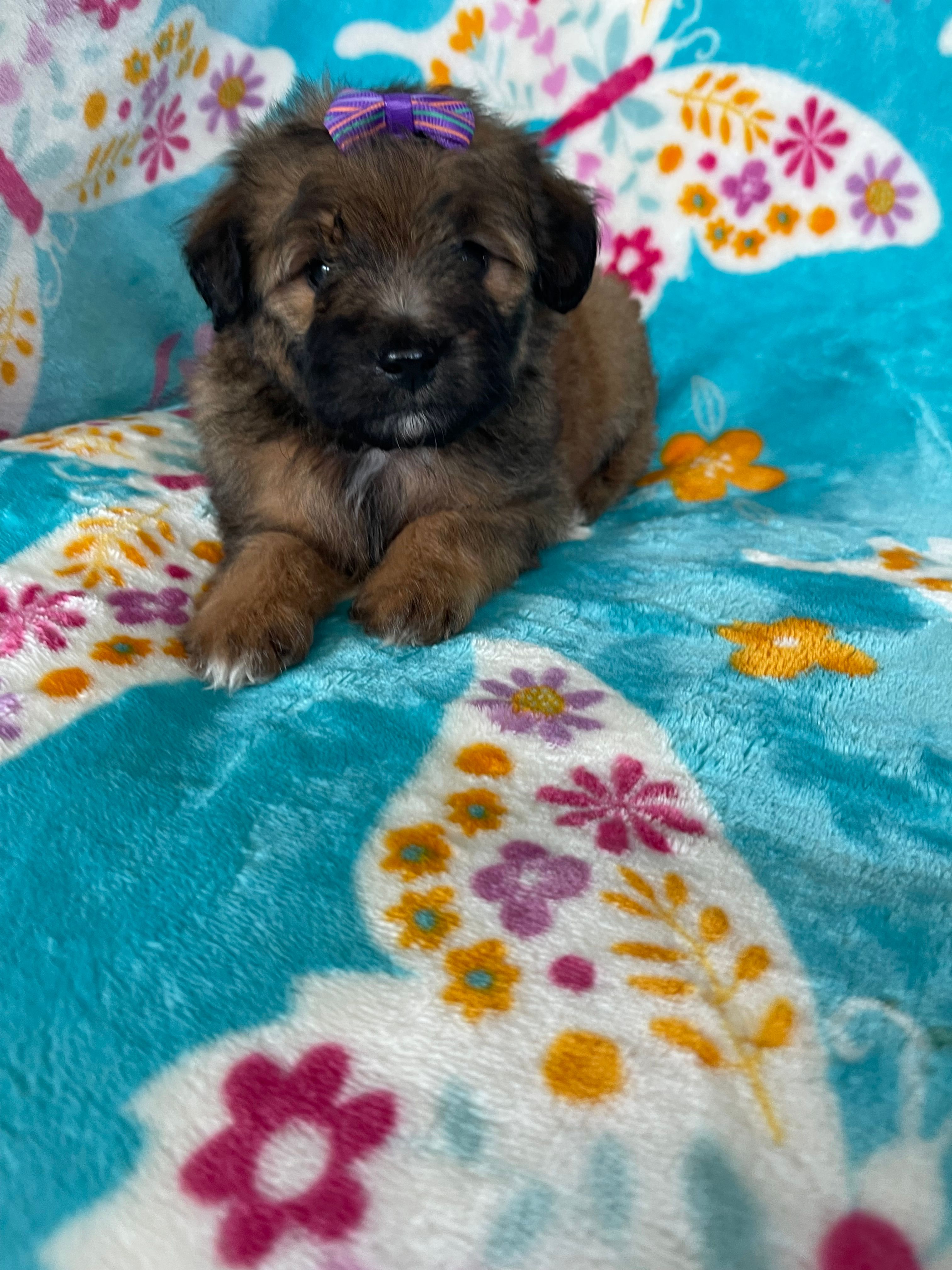 Helena – Miniature Aussiedoodle puppy for sale in Fort Myers, FL