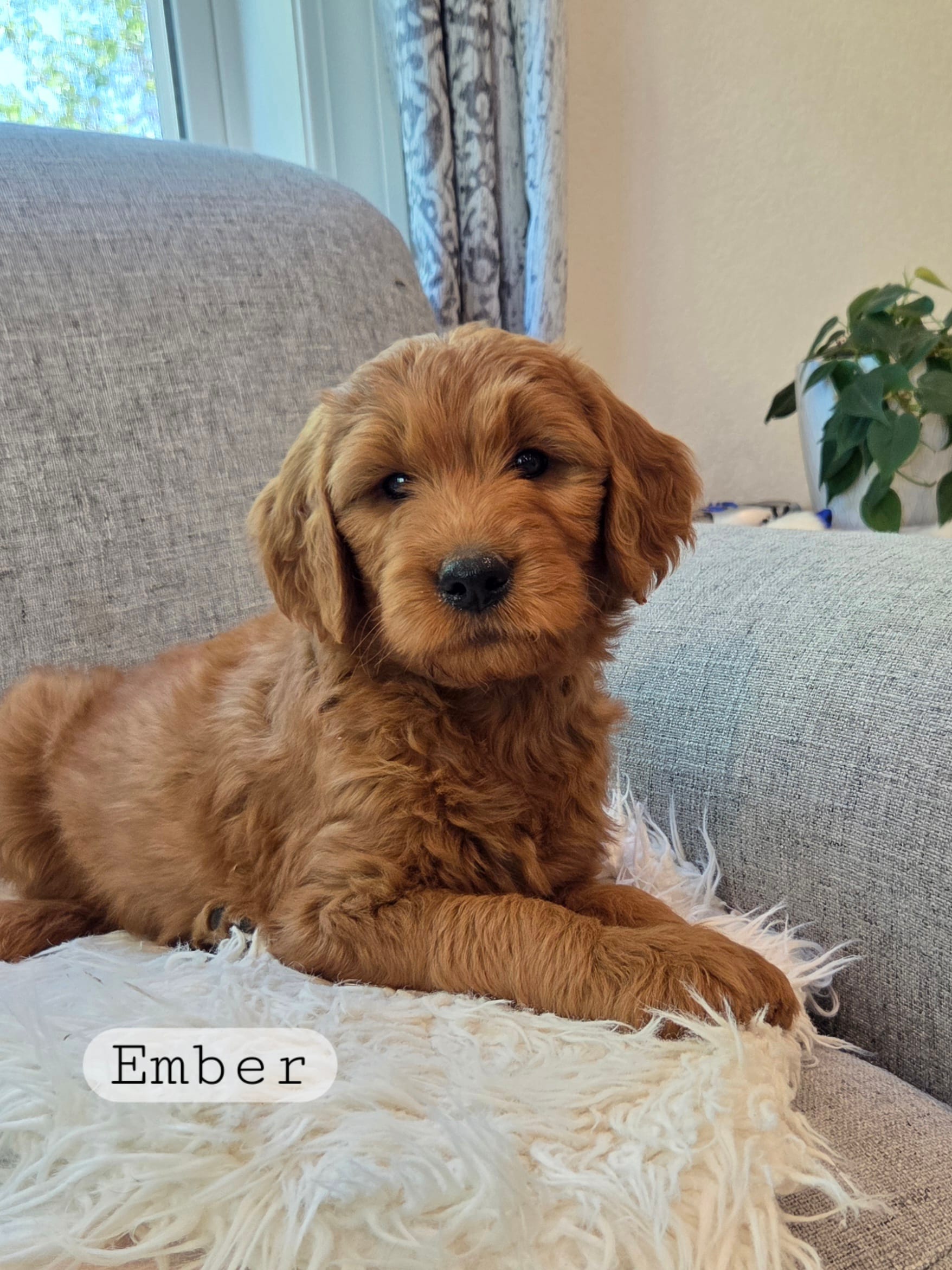 Ember – Goldendoodle puppy for sale in Arlington, KS