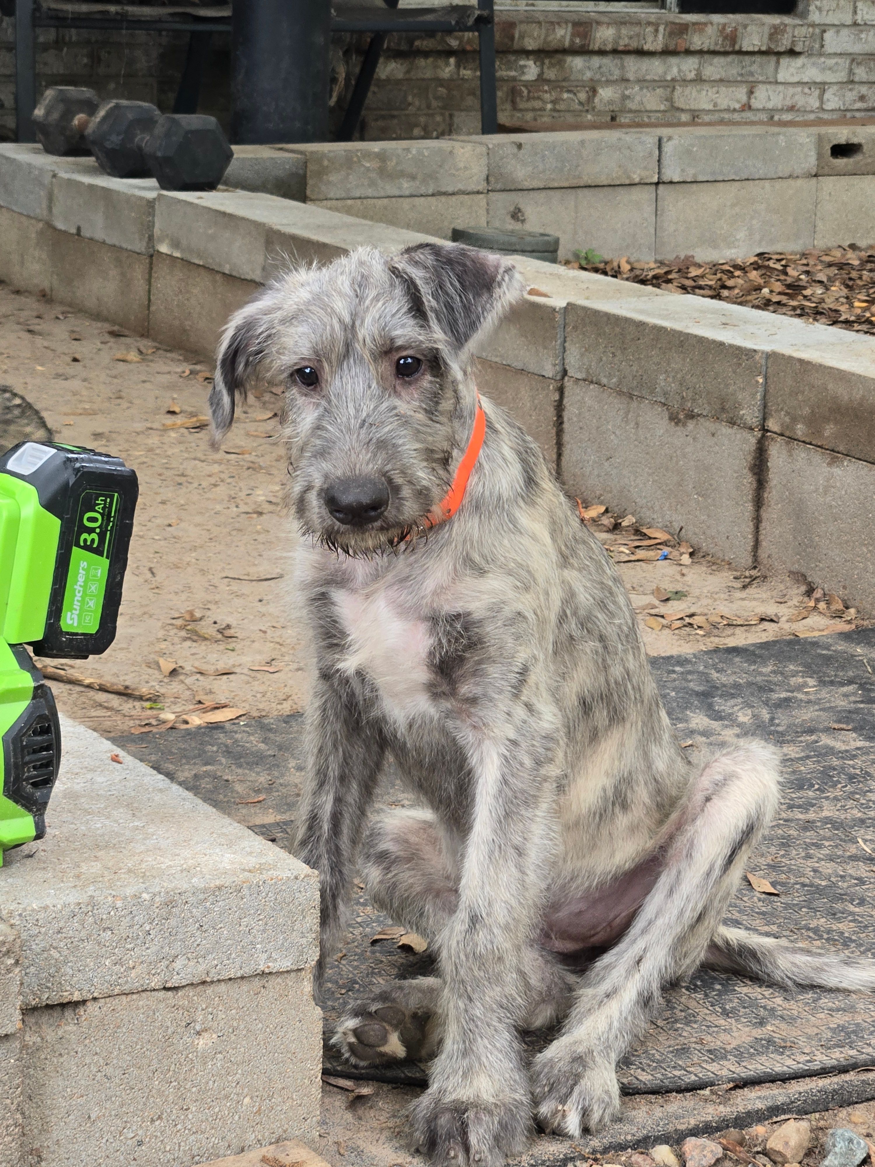 Orange – Irish Wolfhound puppy for sale in Houston, TX