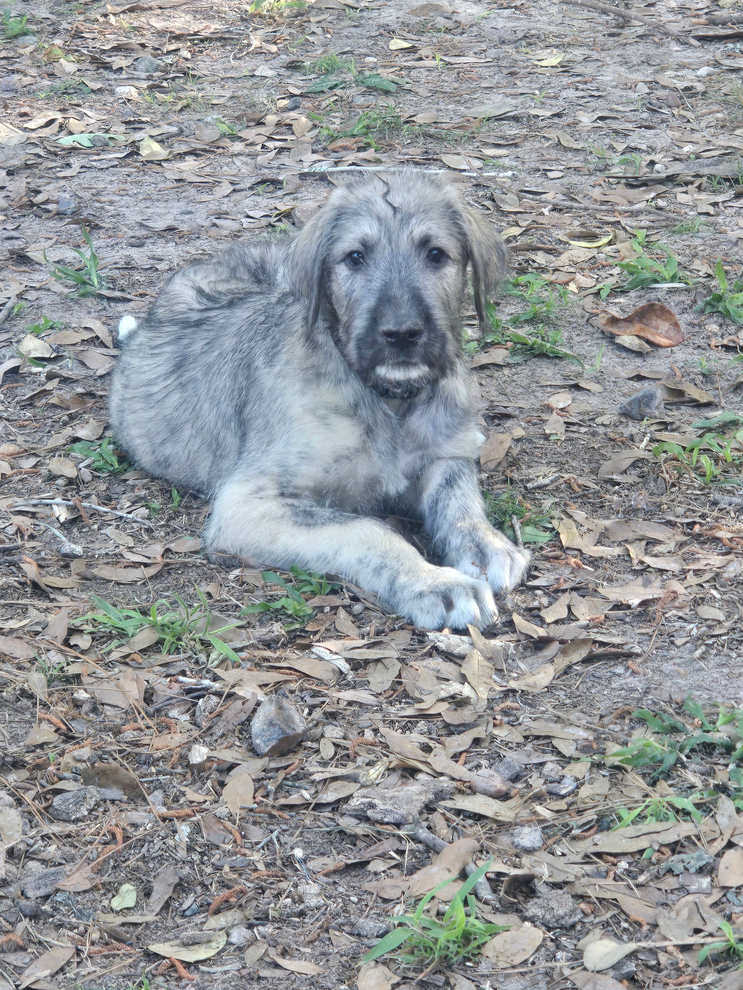 Blk collar – Irish Wolfhound puppy for sale in Houston, TX