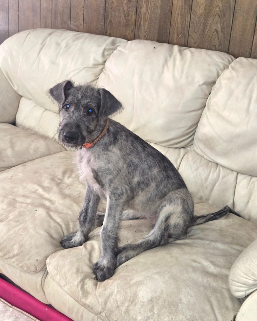 Orange – Irish Wolfhound puppy for sale in Houston, TX