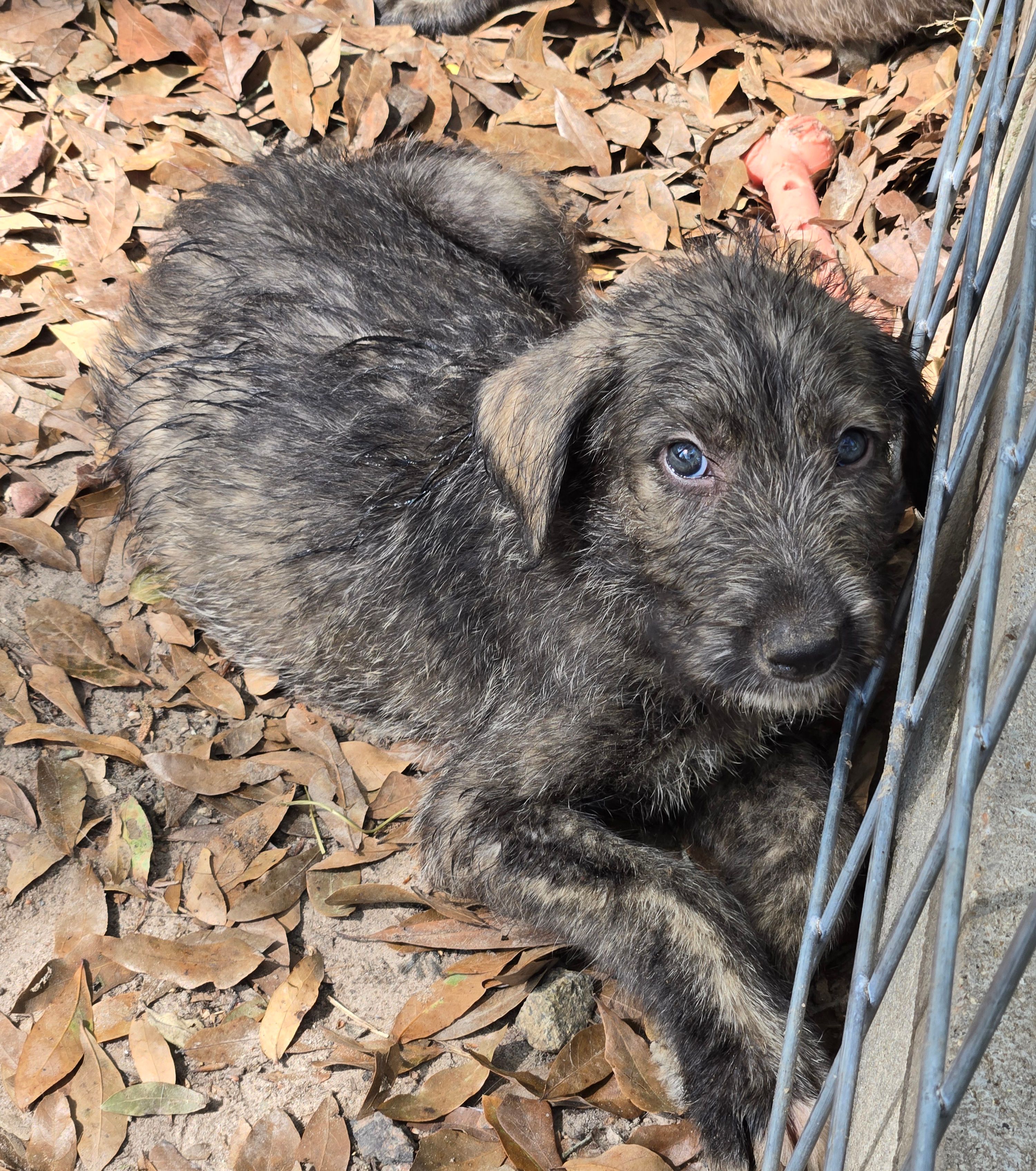 Male pup – Irish Wolfhound puppy for sale in Houston, TX