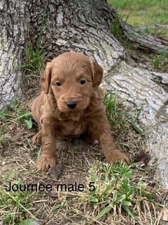 male 5 Journee – Miniature Goldendoodle puppy for sale in La Center, KY