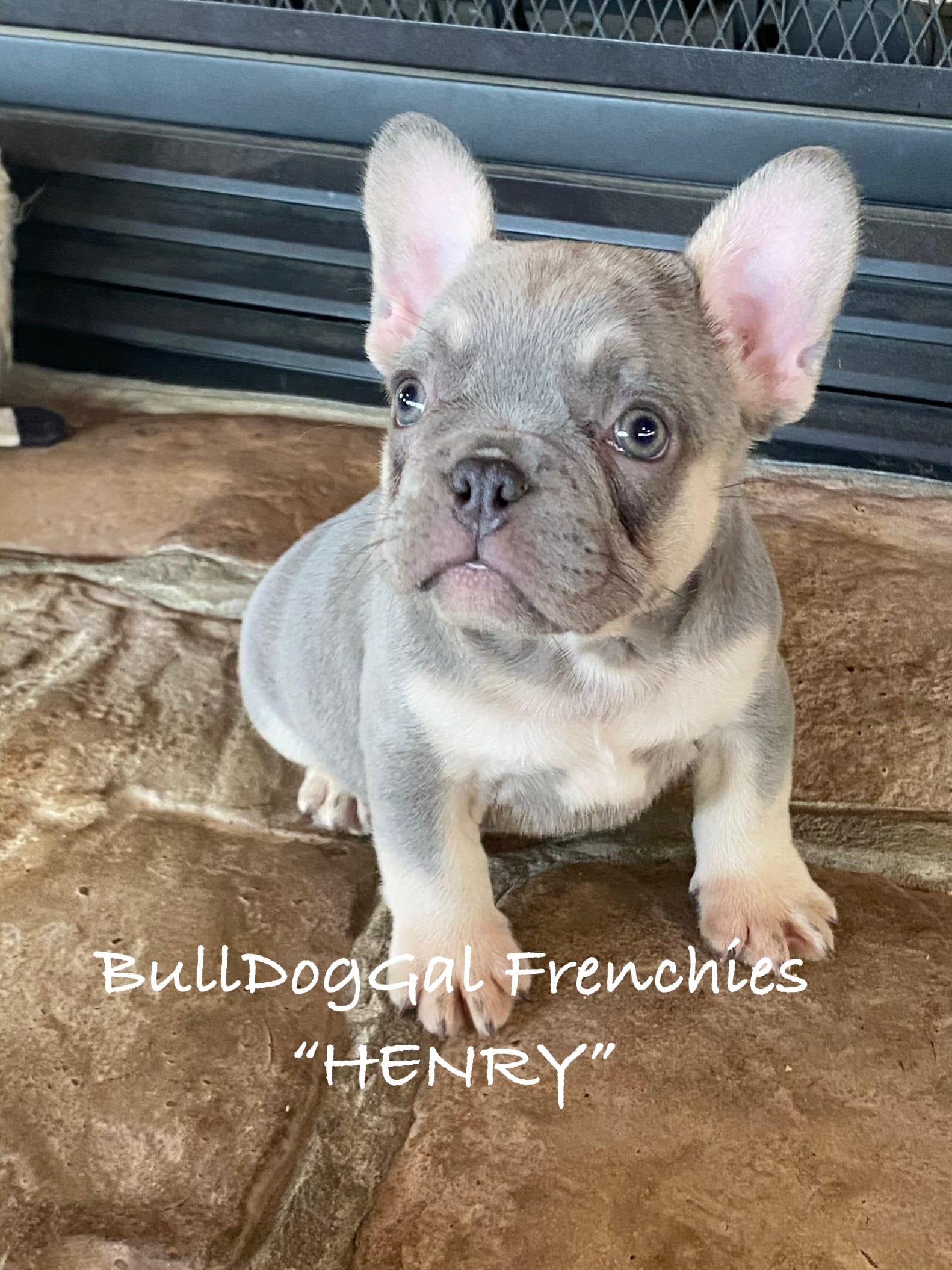 HENRY – French Bulldog puppy for sale in Harrison, AR