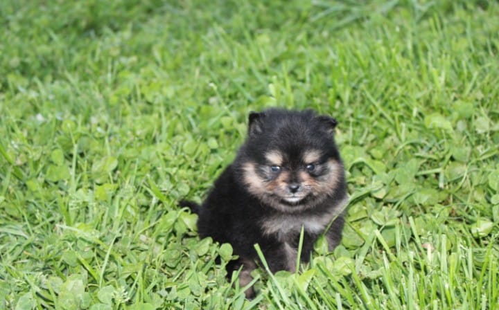 Tilly – Pomeranian puppy for sale in Millersburg, OH