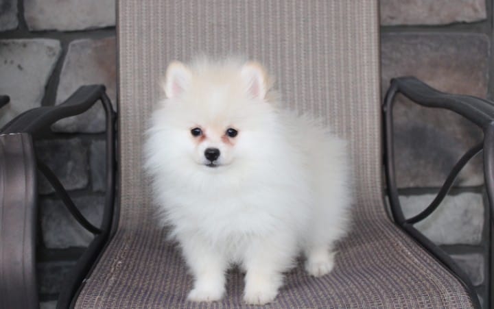 Charlie  – Pomeranian puppy for sale in Millersburg, OH
