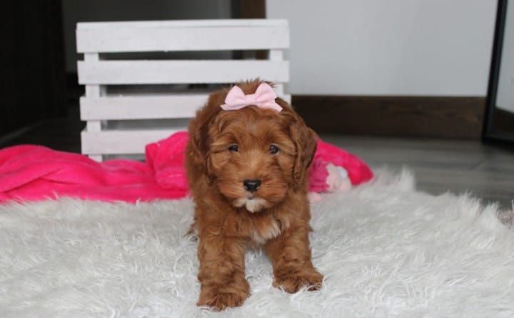 Penny  – Cockapoo puppy for sale in Millersburg, OH