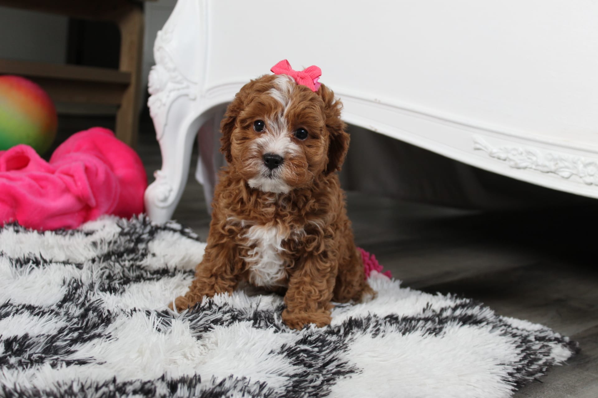 Fiona  – Cavapoo puppy for sale in Millersburg, OH
