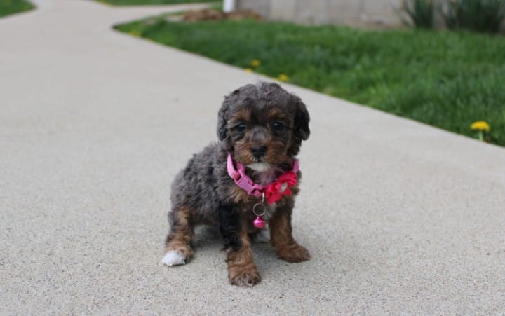 Aurora  – Poodle - Miniature  puppy for sale in Millersburg, OH