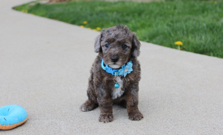 Archie  – Poodle - Miniature  puppy for sale in Millersburg, OH