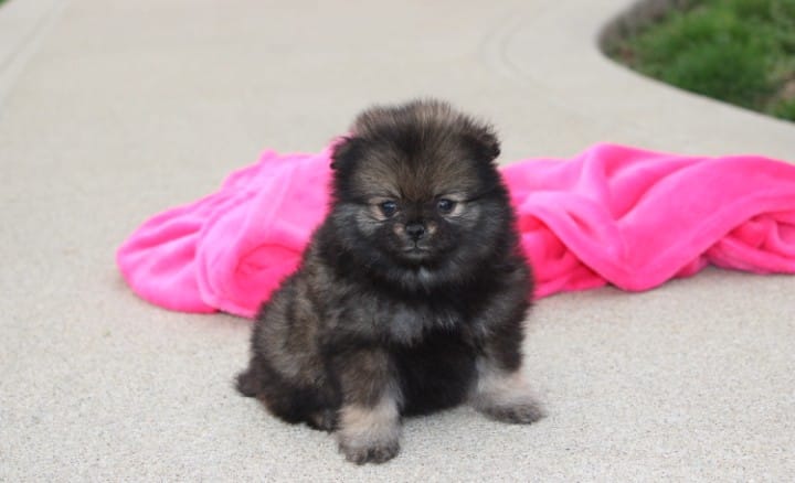 Khloe  – Pomeranian puppy for sale in Millersburg, OH