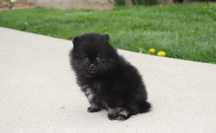 Connie  – Pomeranian puppy for sale in Millersburg, OH
