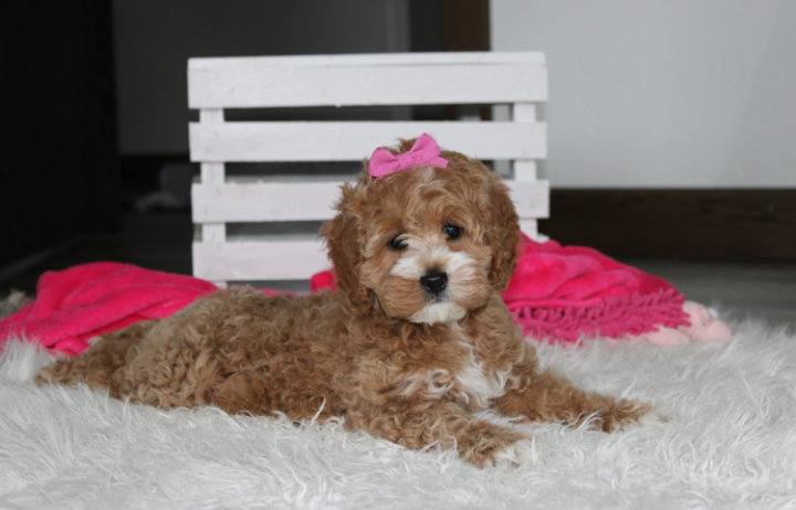 Paisley  – Cockapoo puppy for sale in Millersburg, OH