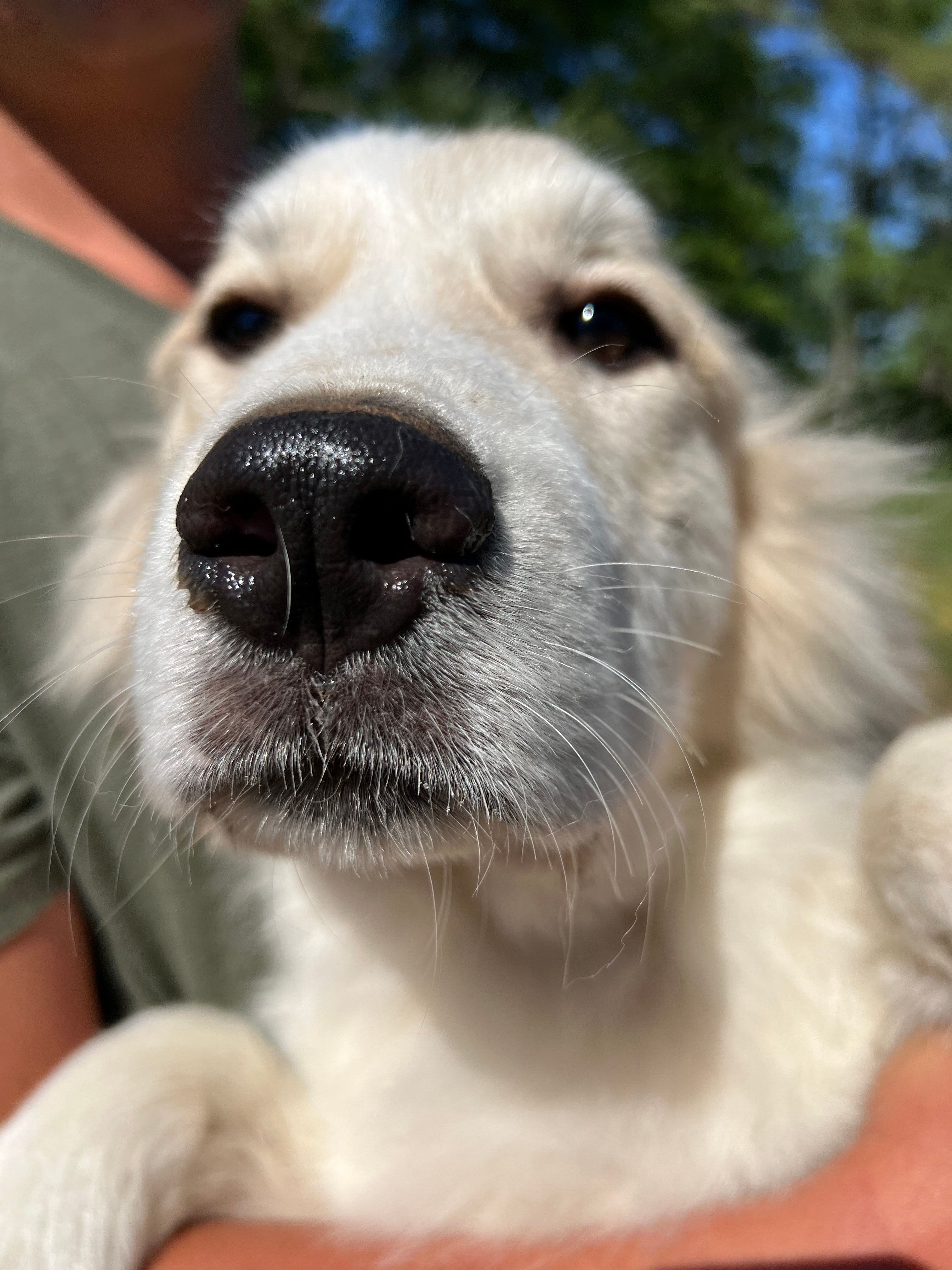 Maverick – Great Pyrenees puppy for sale in Suffolk, VA