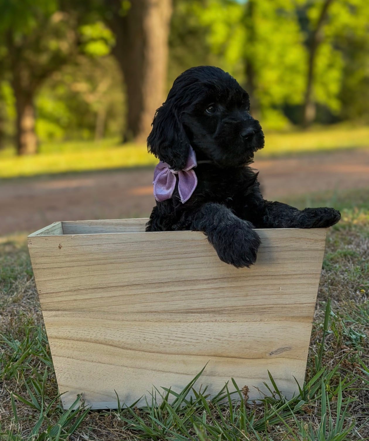 Savy – Goldendoodle puppy for sale in Covington, GA