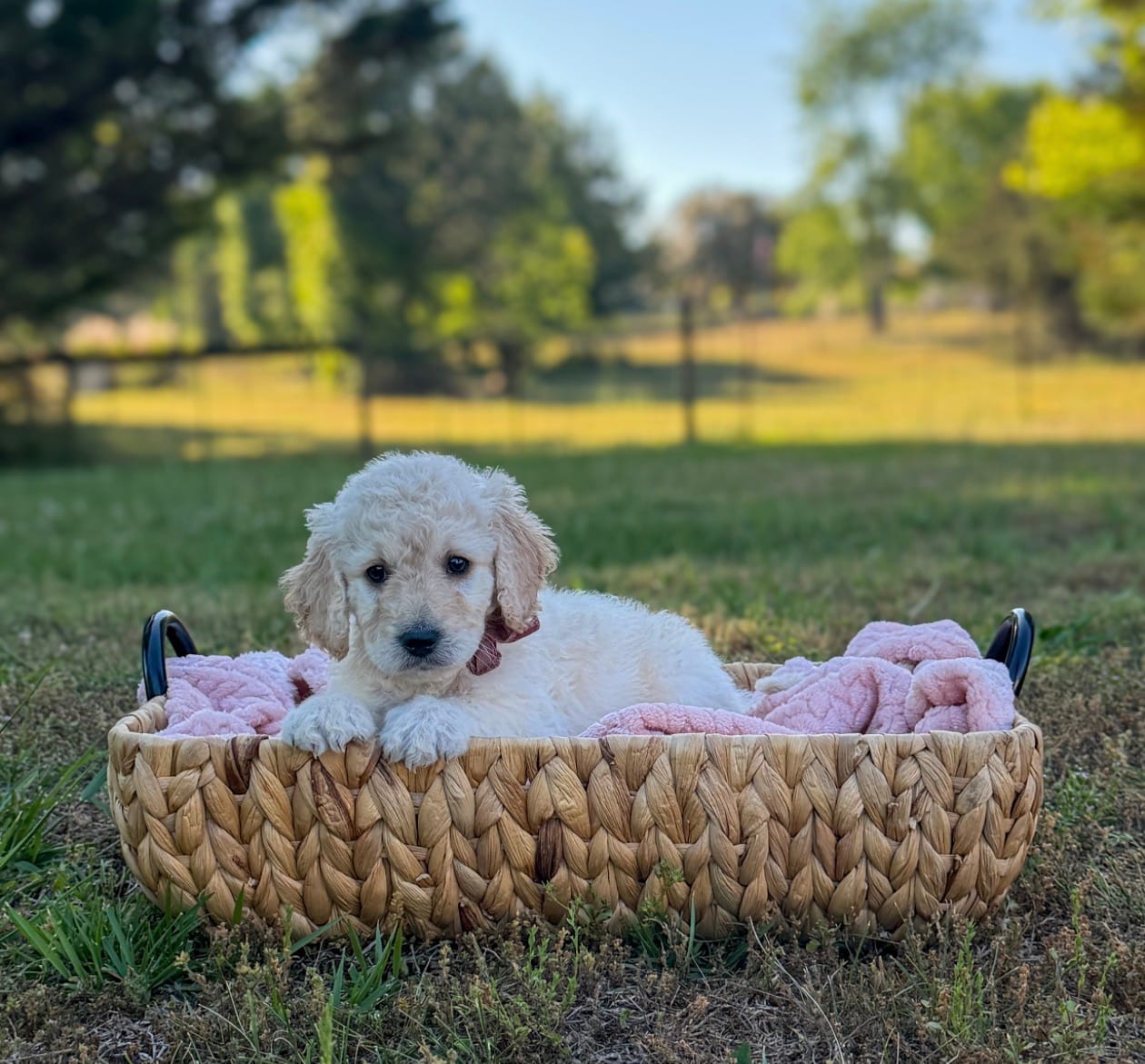 Oakley – Goldendoodle puppy for sale in Covington, GA