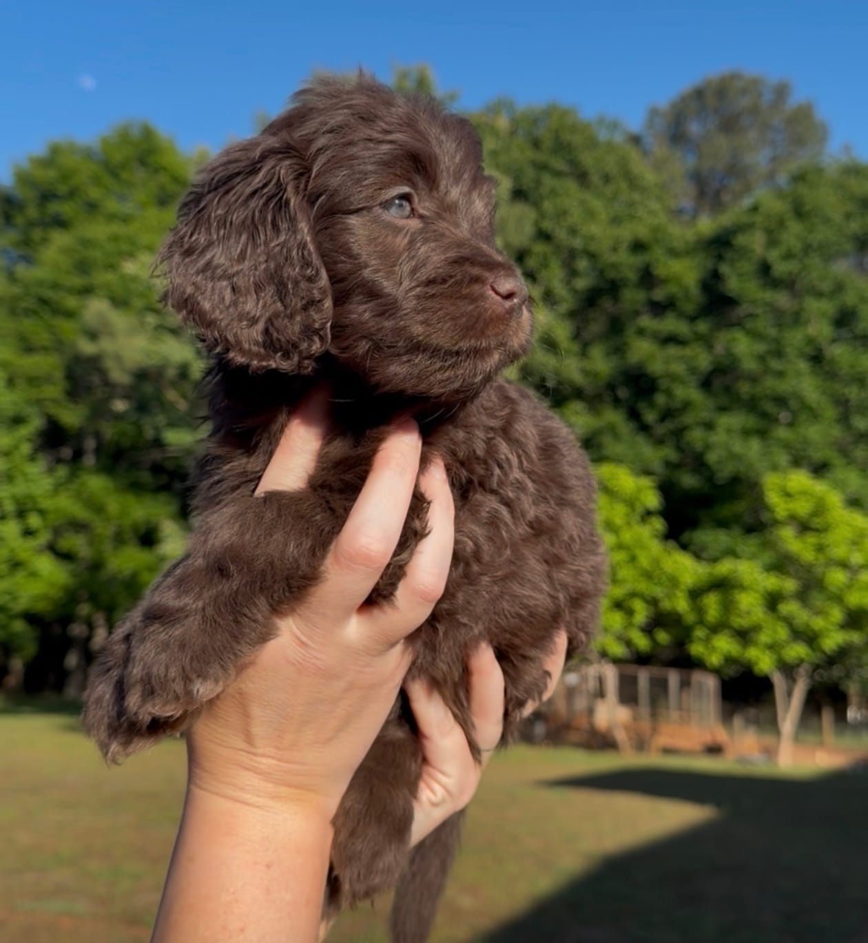 Ember – Goldendoodle puppy for sale in Covington, GA