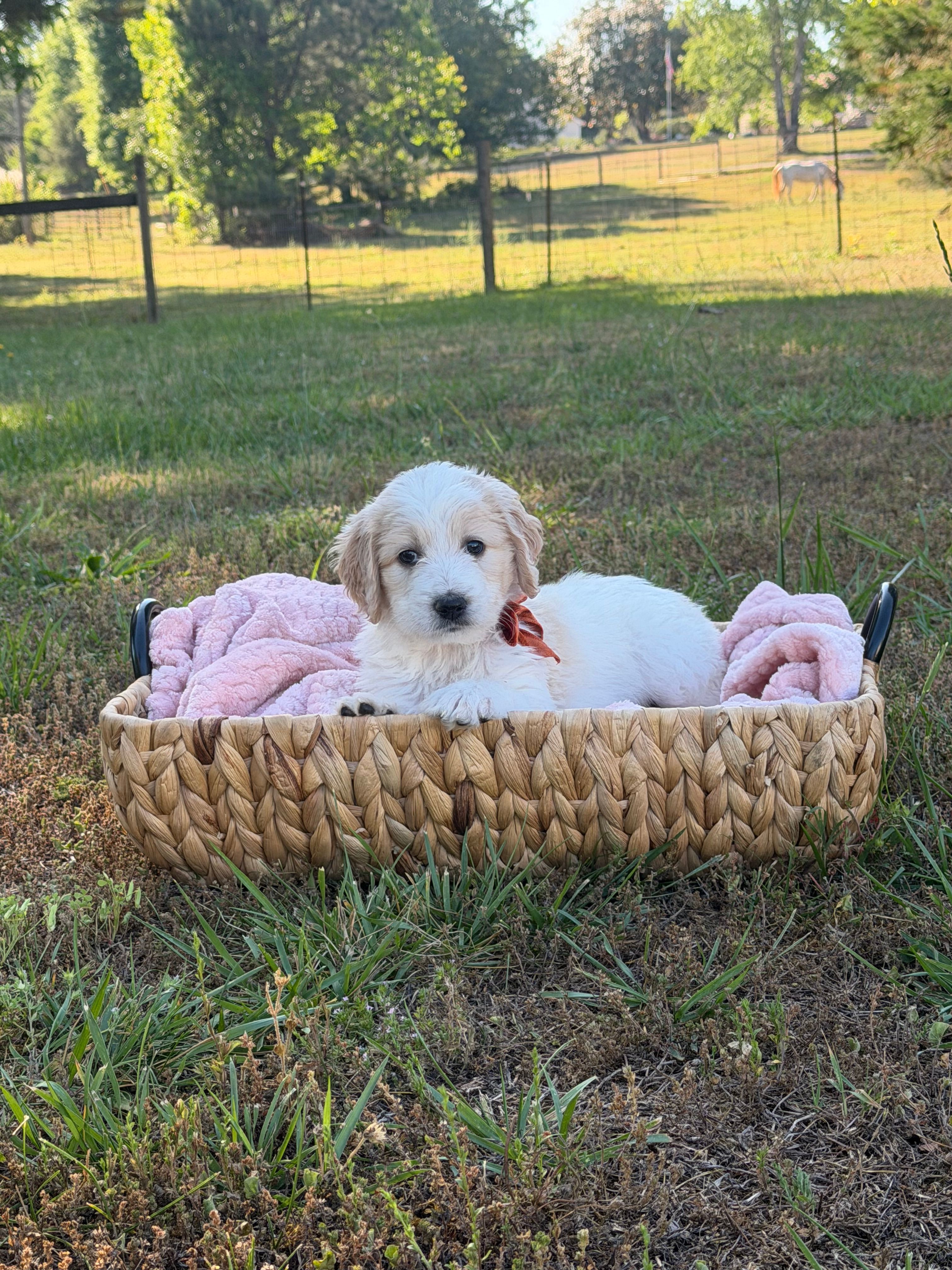 Rowan – Goldendoodle puppy for sale in Covington, GA