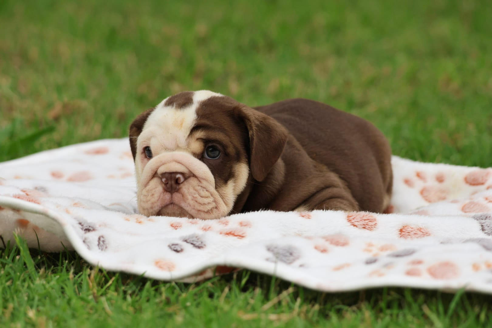 AKC English Bulldog , a male English Bulldog for sale in Fort Worth, TX – 4 of 4