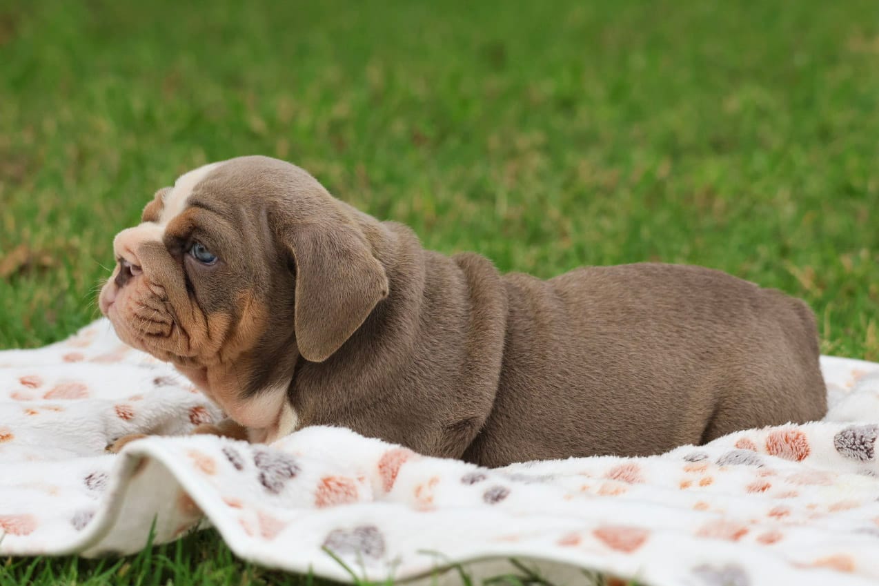 AKC English Bulldog blue eyes , a female English Bulldog for sale in Fort Worth, TX – 3 of 4
