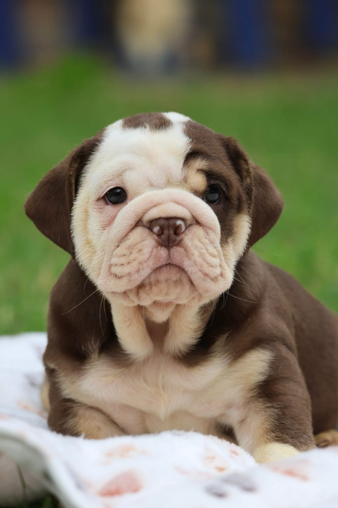 AKC English Bulldog , a male English Bulldog for sale in Fort Worth, TX – 3 of 4