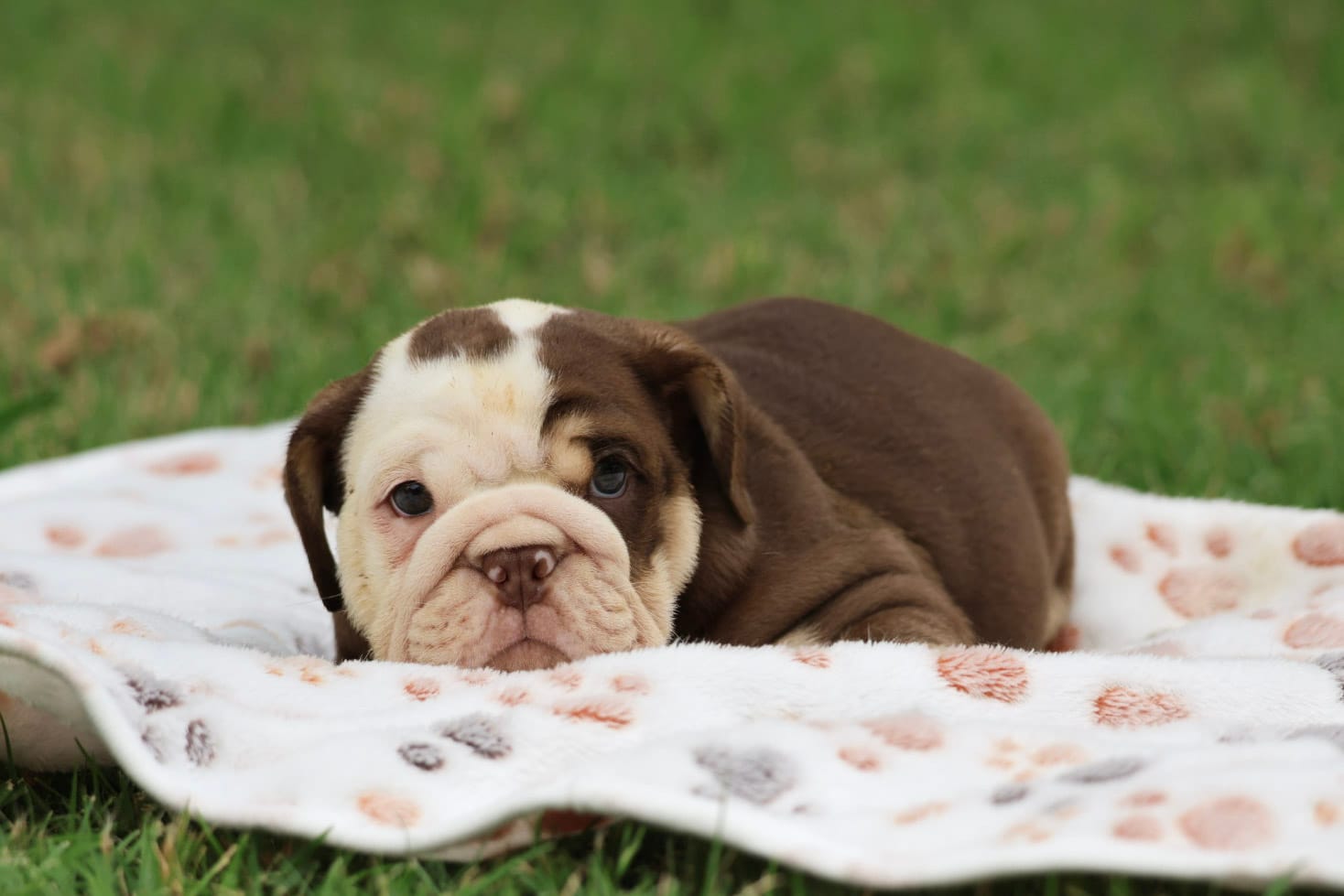 AKC English Bulldog , a male English Bulldog for sale in Fort Worth, TX – 2 of 4