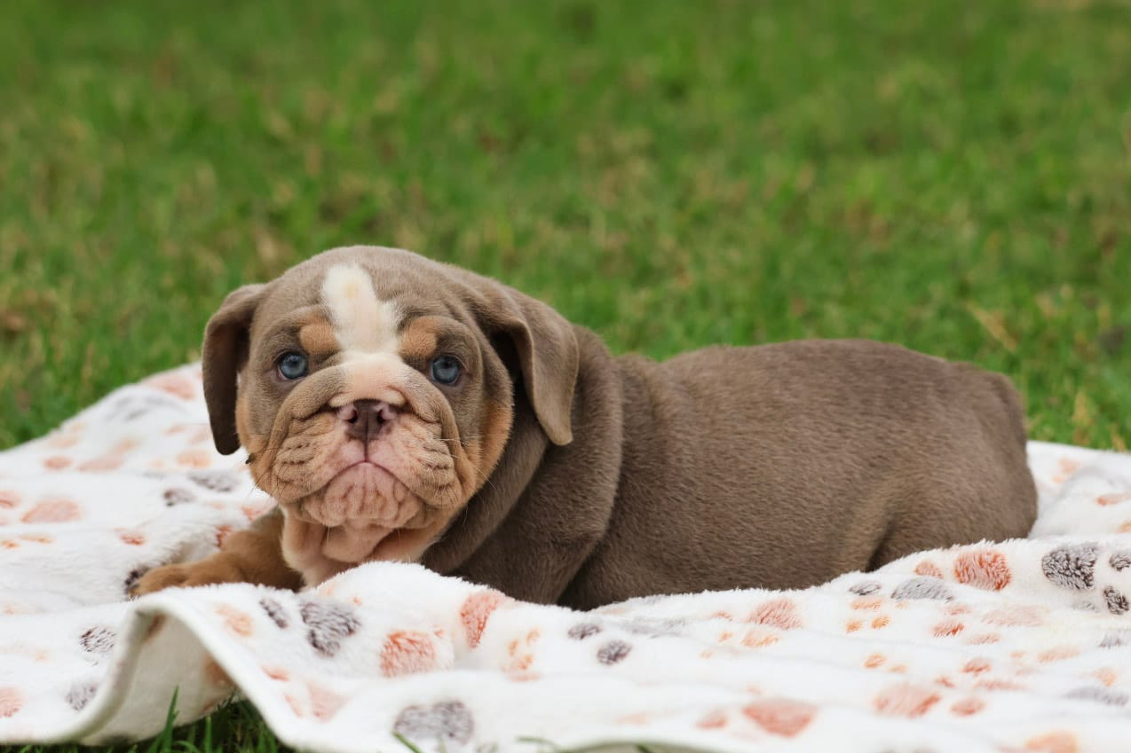 AKC English Bulldog blue eyes , a female English Bulldog for sale in Fort Worth, TX – 2 of 4