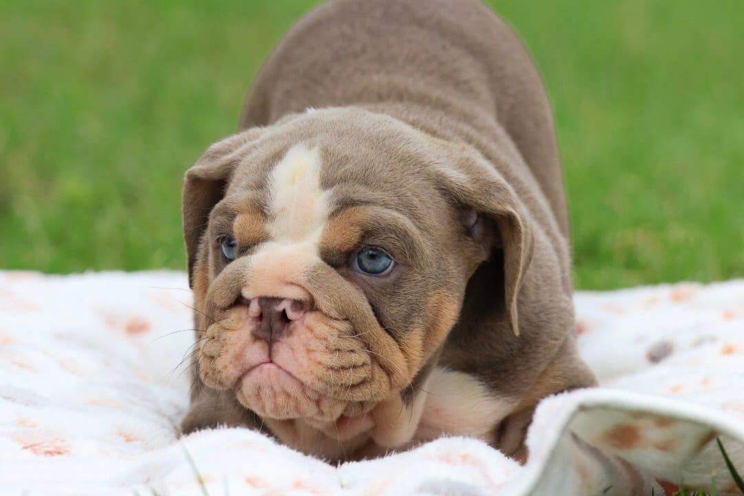 AKC English Bulldog blue eyes  – English Bulldog puppy for sale in Fort Worth, TX
