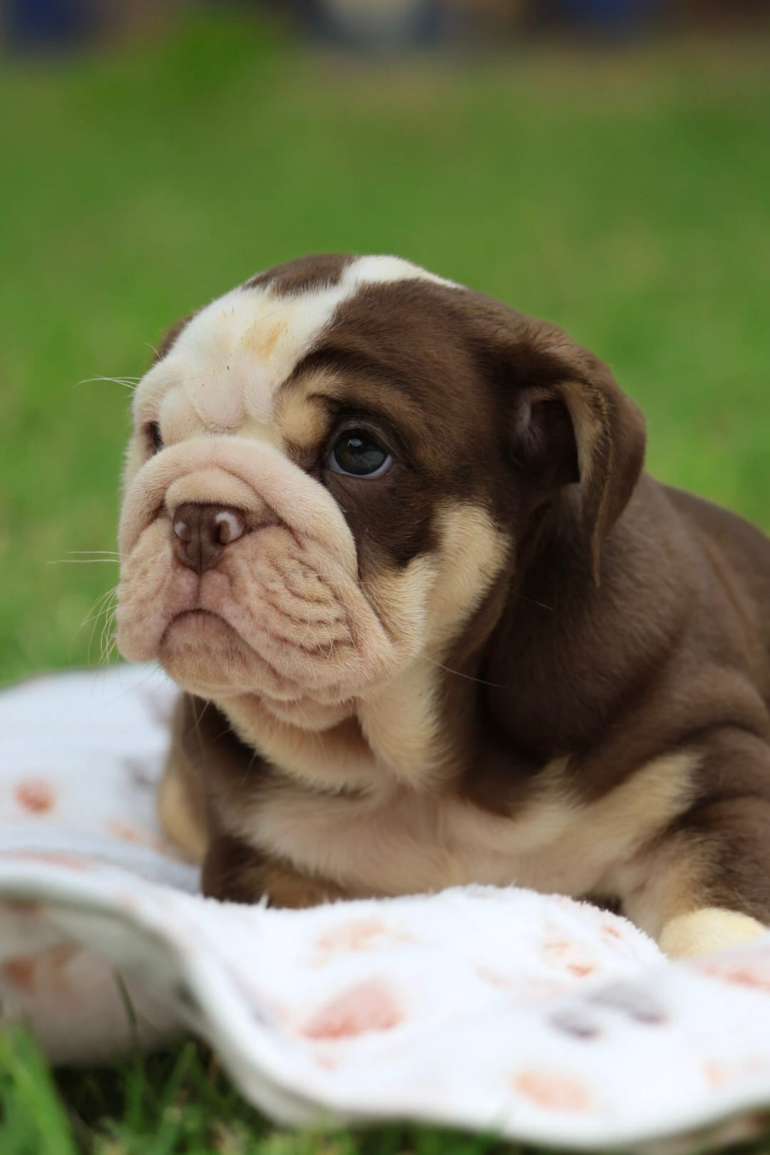 AKC English Bulldog  – English Bulldog puppy for sale in Fort Worth, TX