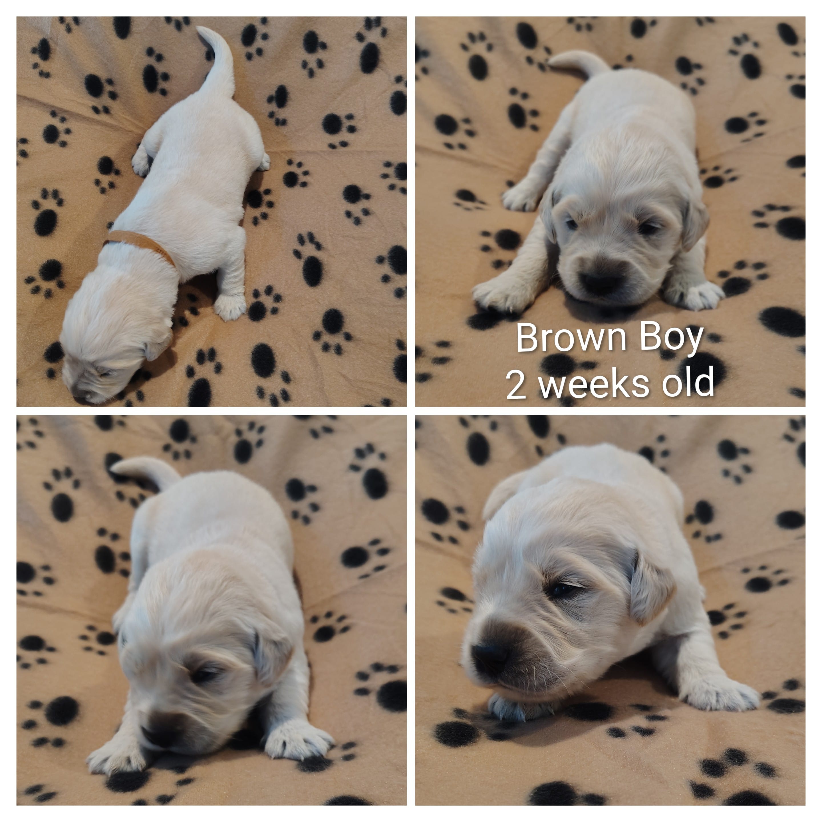 Brown Boy – Golden Retriever puppy for sale in Jones, AL