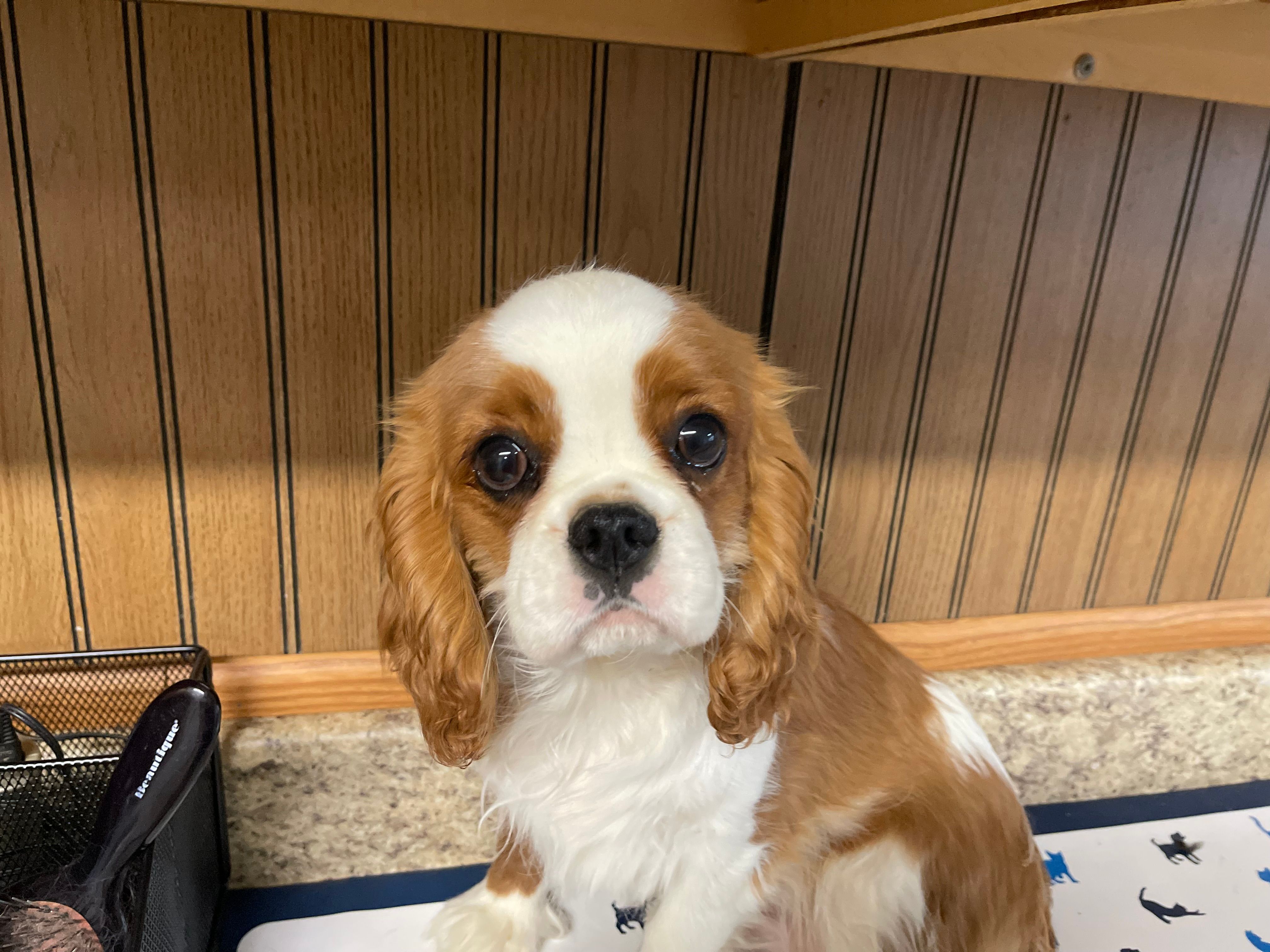 Gunther – Cavalier King Charles Spaniel puppy for sale in Miami, OK