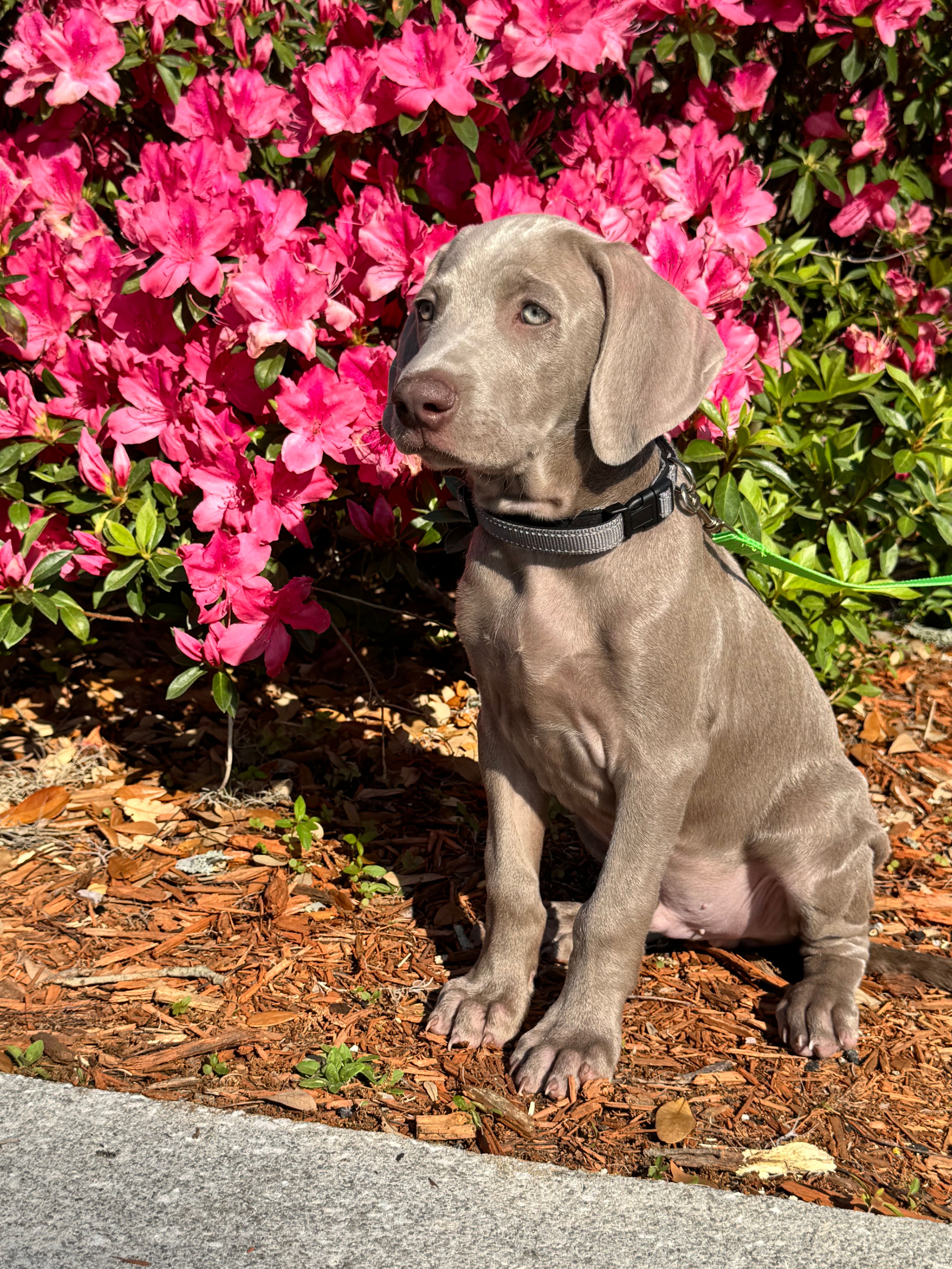 Duke – Weimaraner puppy for sale in Jacksonville, FL
