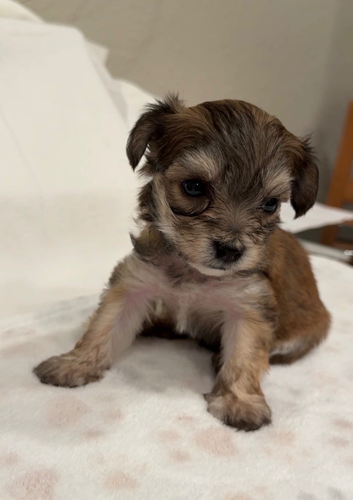 Baby Blue  – Yorkipoo puppy for sale in Roseville, CA