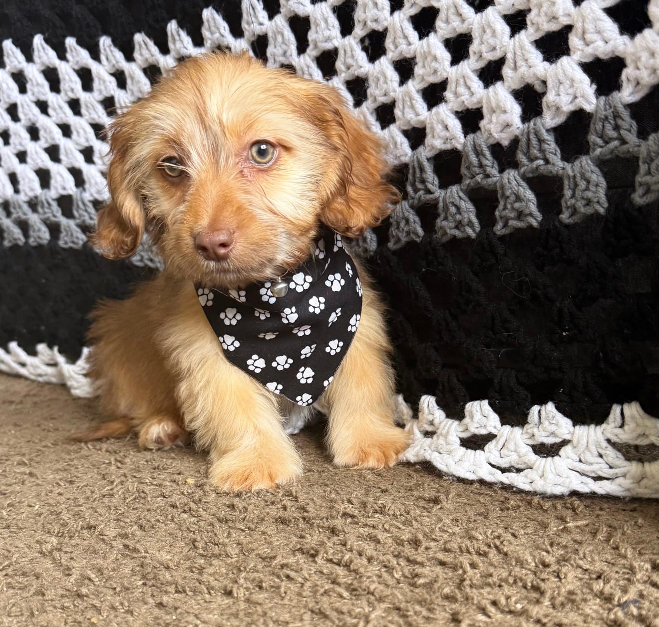 bentley  – Shih Tzu, Miniature Dachshund puppy for sale in Greensboro, NC