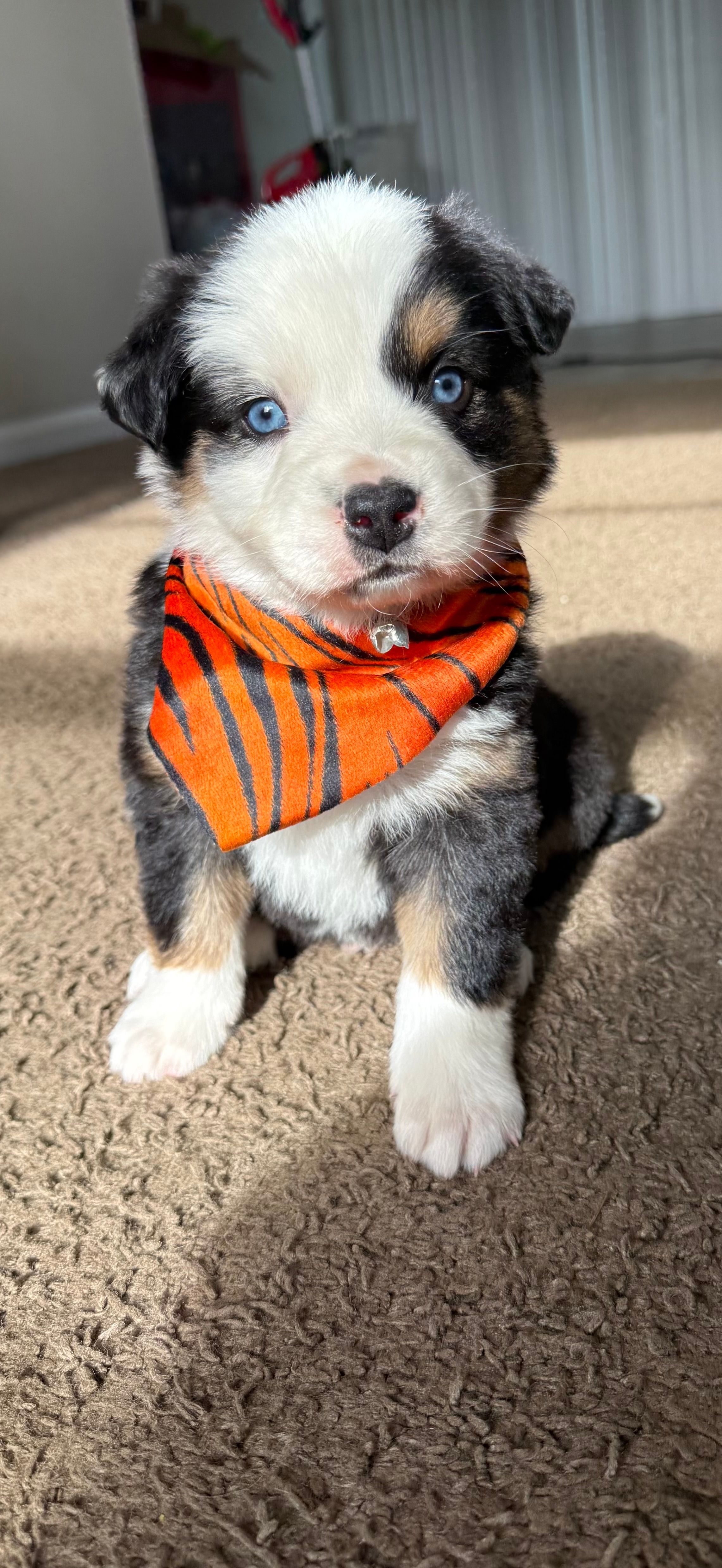 scrappy – Miniature Australian Shepherd puppy for sale in Greensboro, NC