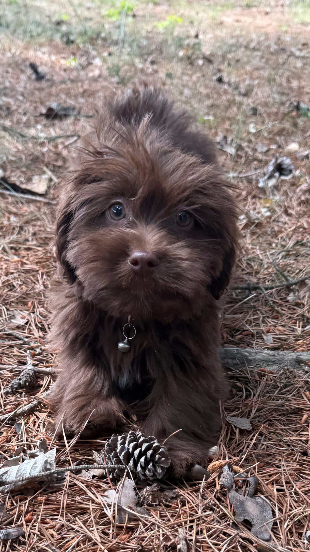 gizmo – Shih Tzu puppy for sale in Greensboro, NC