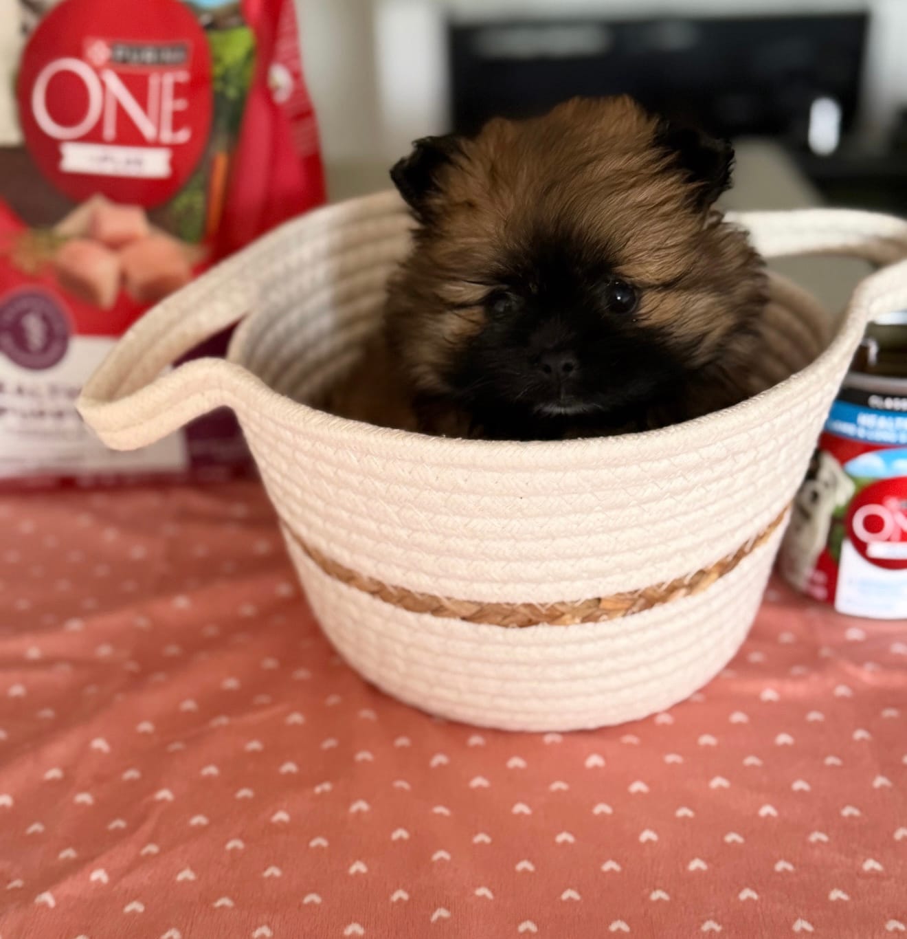 tiny (tea cup Pomeranian) – Pomeranian puppy for sale in Greensboro, NC