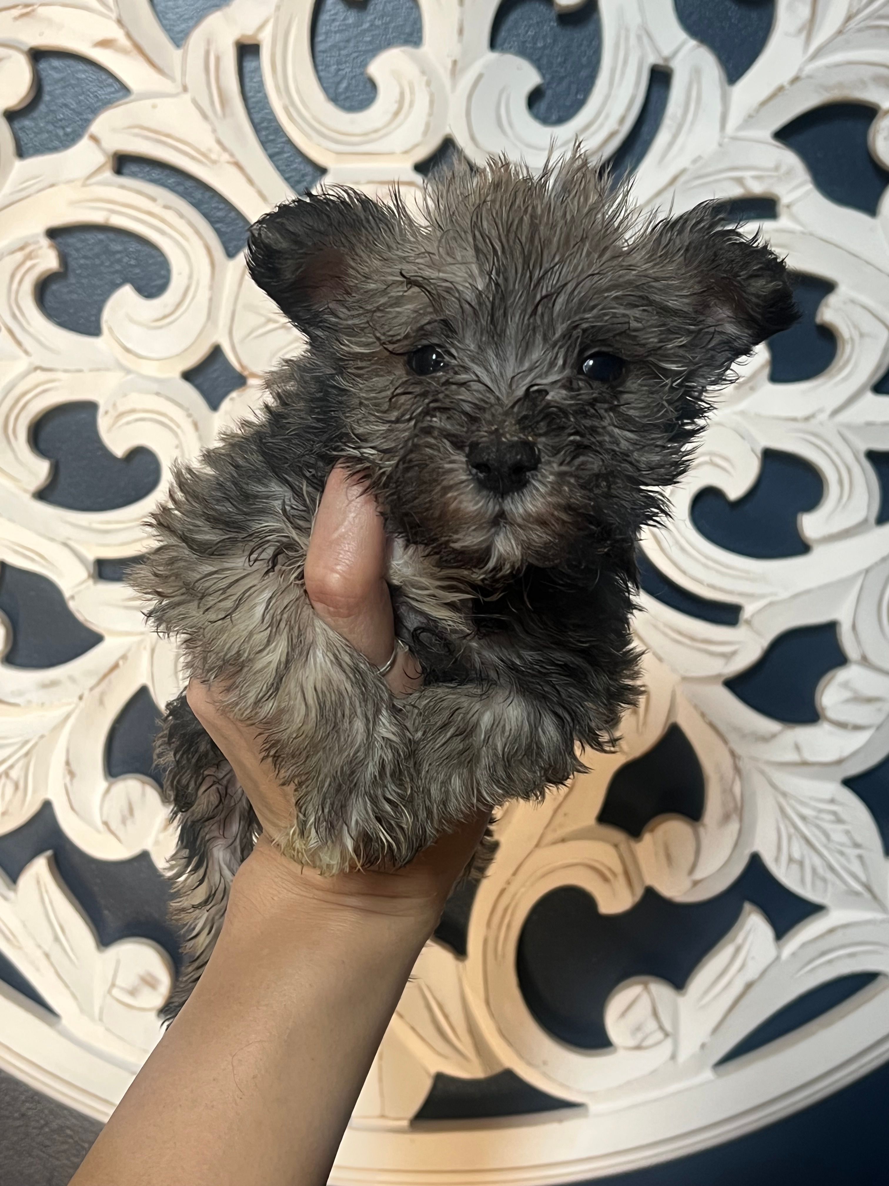 Georgie  – Miniature Schnauzer puppy for sale in Dawsonville, GA