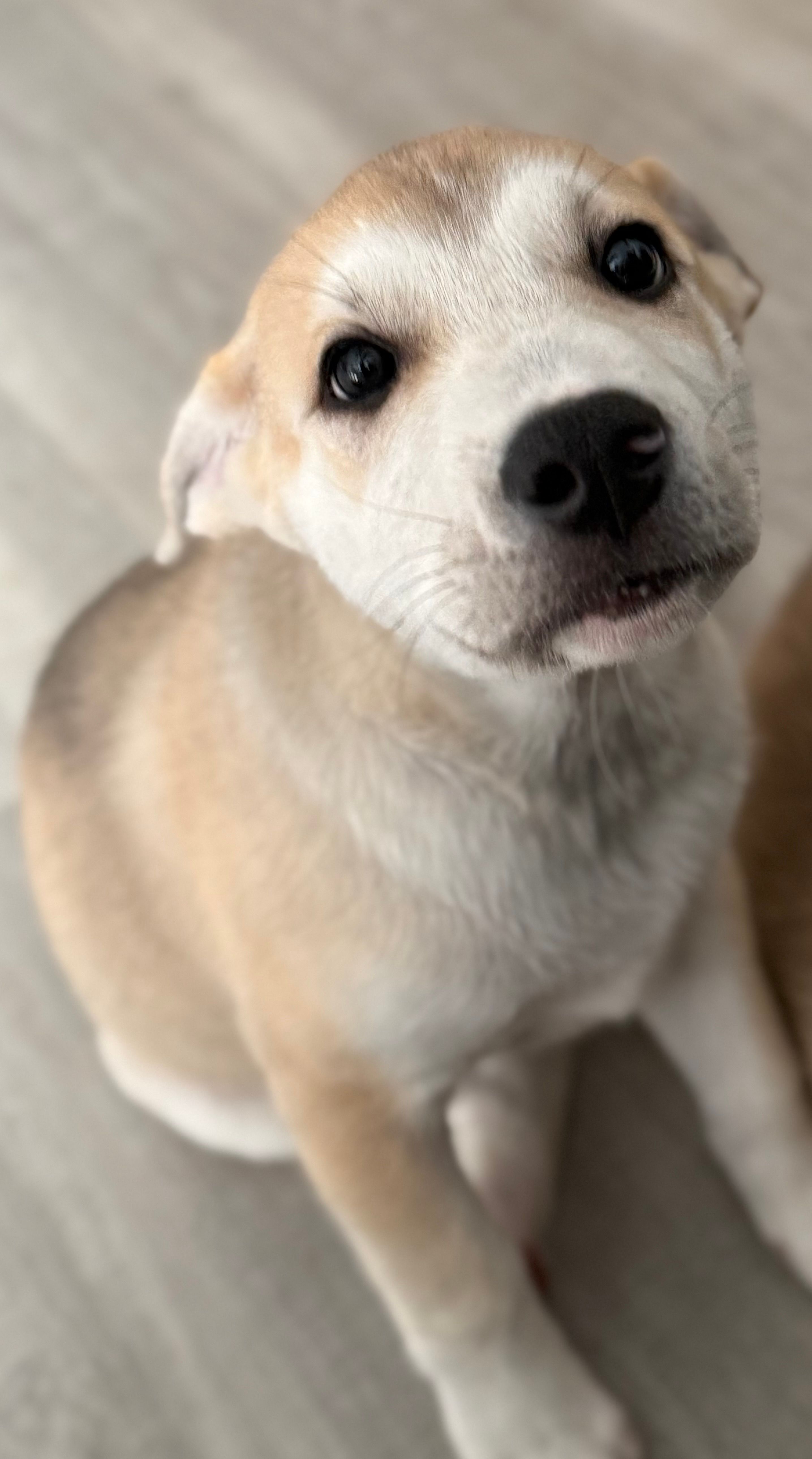 Rocky - LAST PUPPY LEFT!! READY NOW – Siberian Husky, American Pit Bull Terrier puppy for sale in Bedford, NH