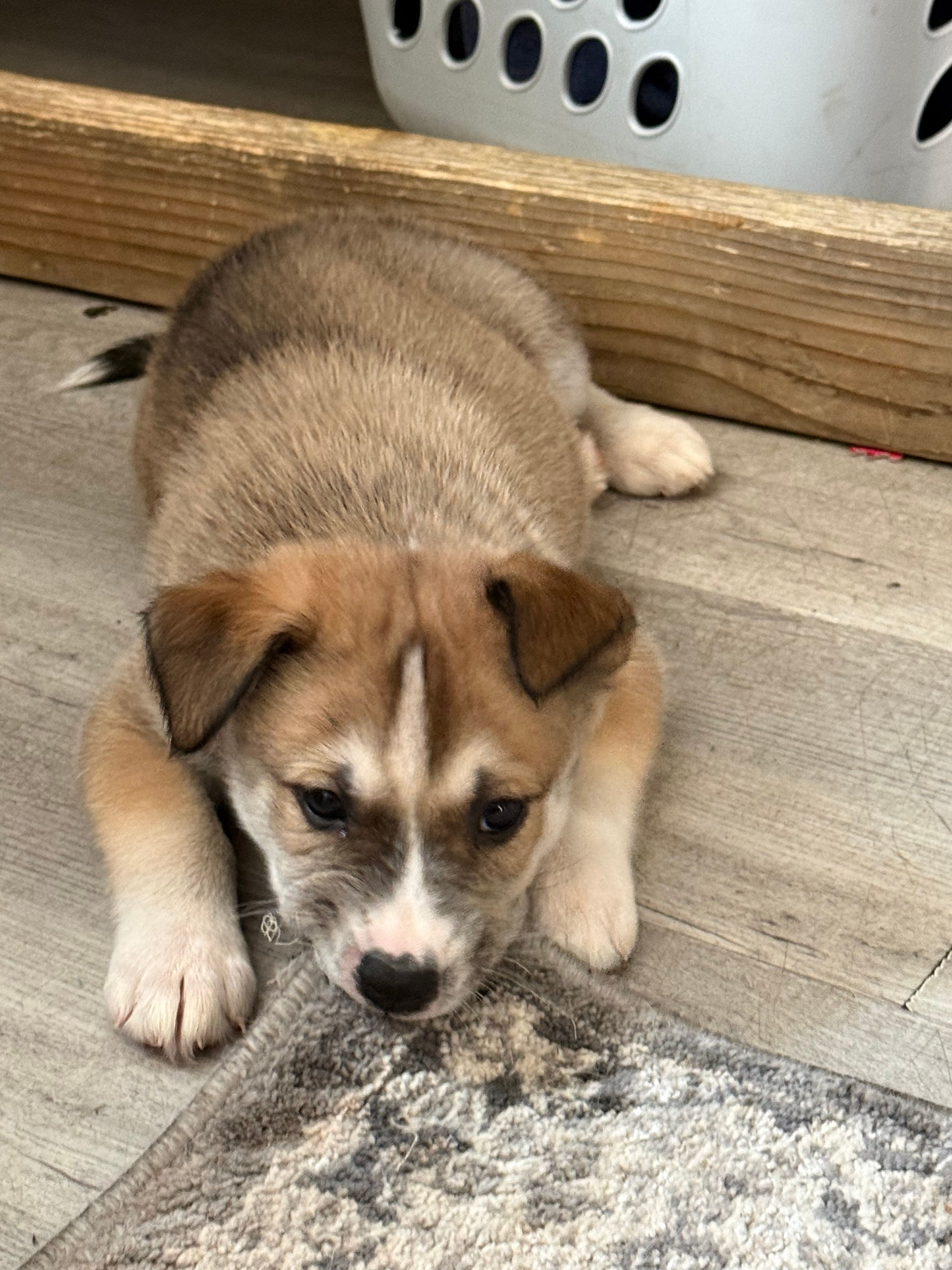 Bandit – Siberian Husky, American Pit Bull Terrier puppy for sale in Bedford, NH