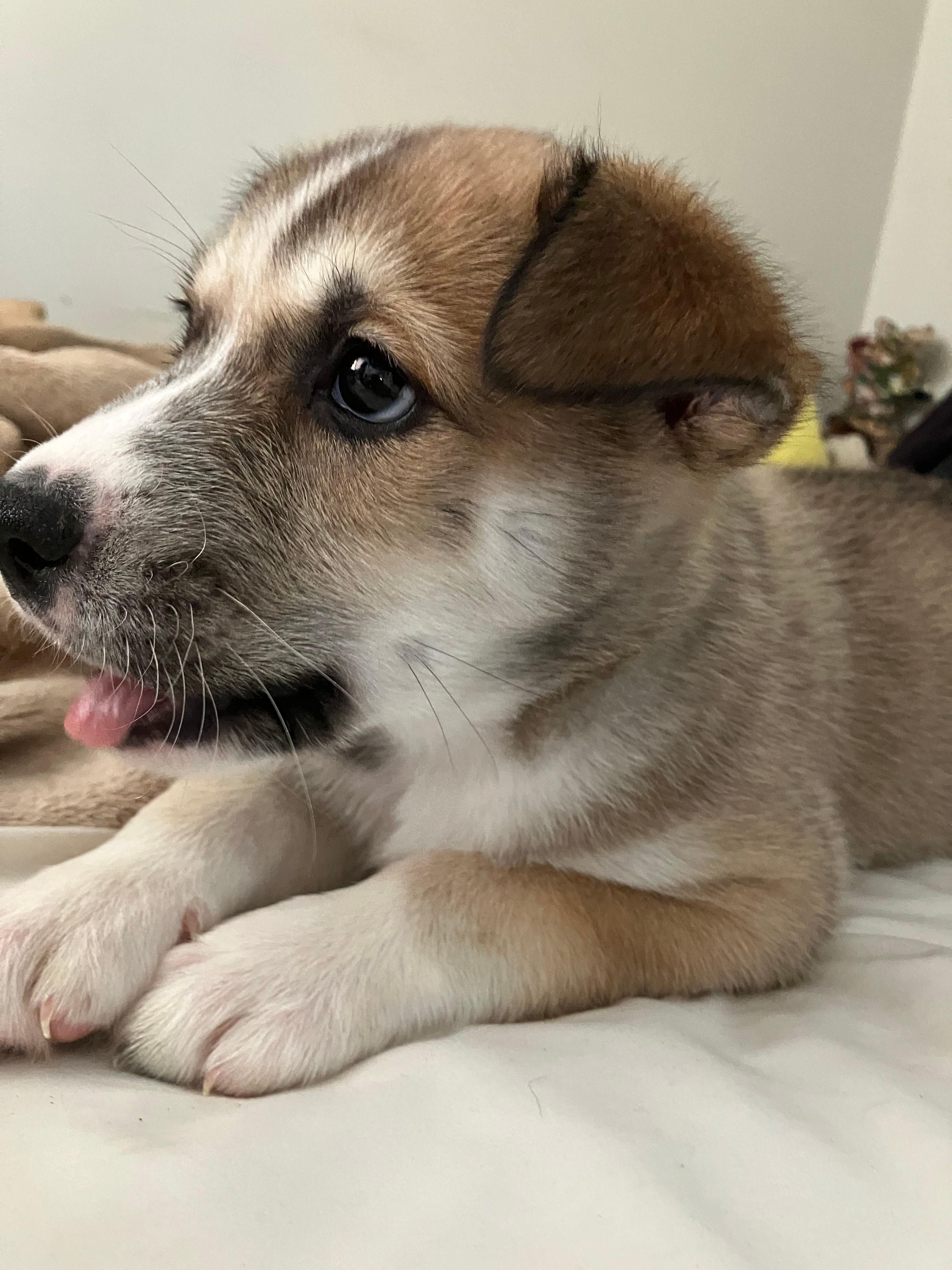 Bandit – Siberian Husky, American Pit Bull Terrier puppy for sale in Bedford, NH