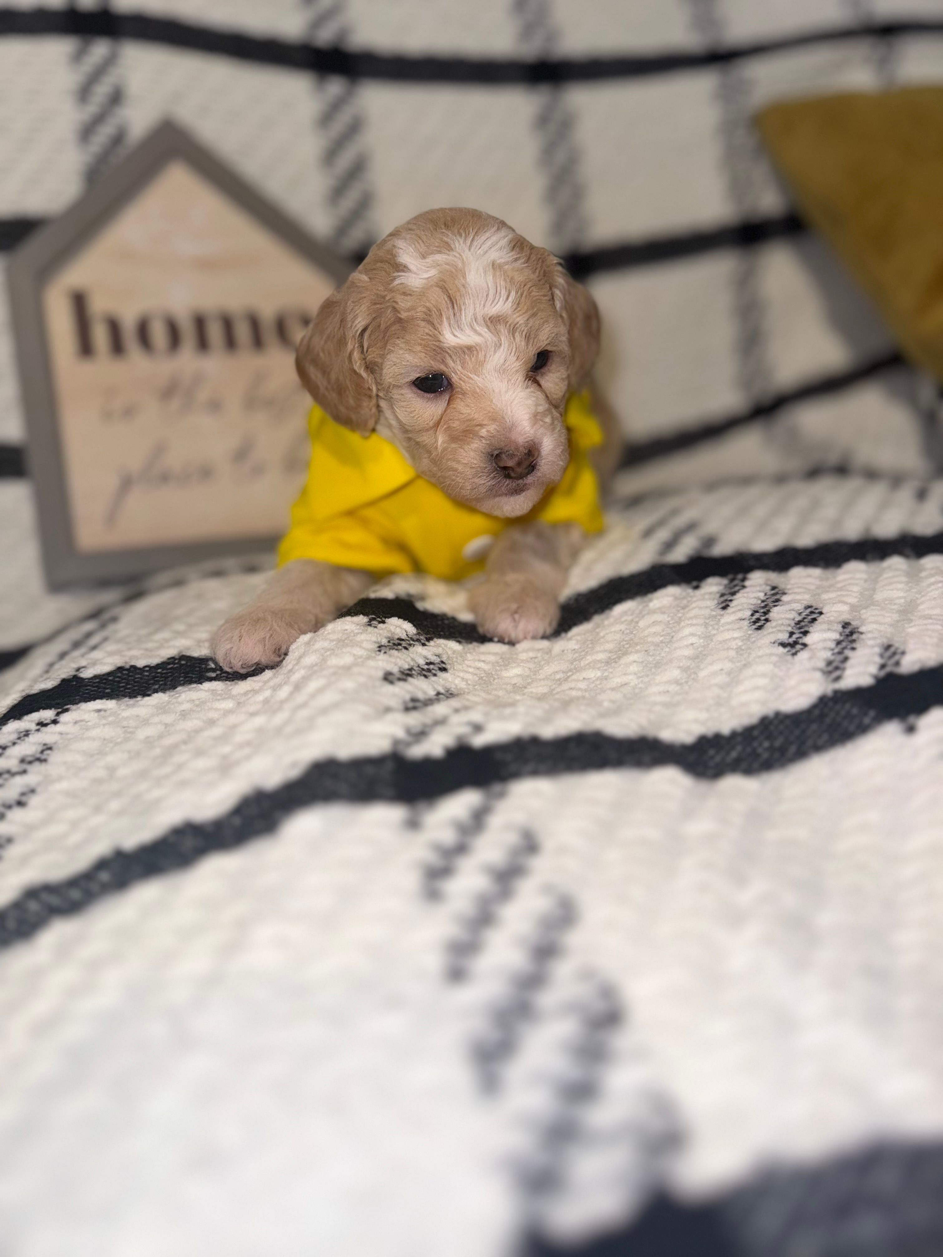 Alfalfa – Poodle - Miniature  puppy for sale in Hemet, CA