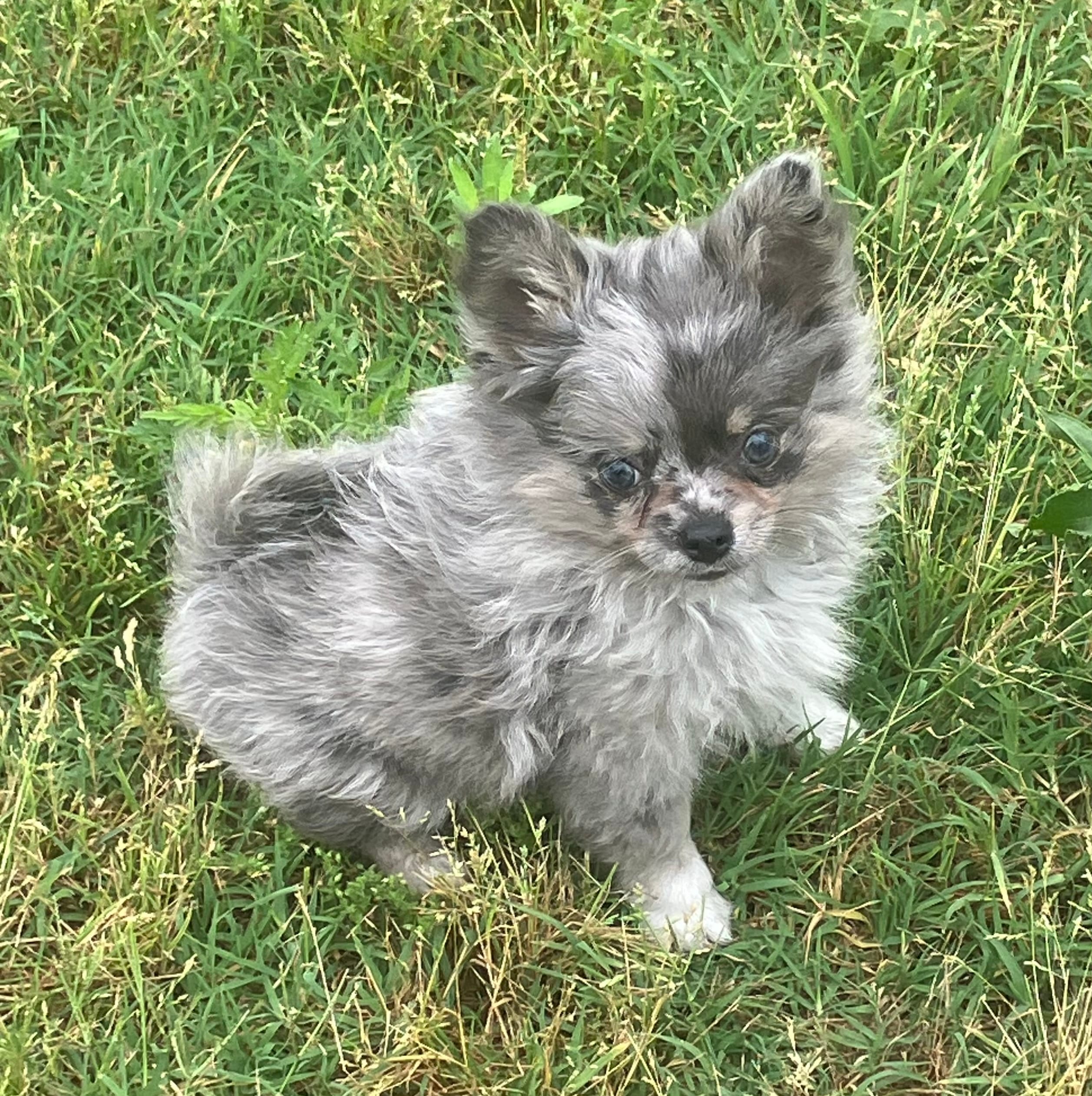 AKC Libby – Chihuahua puppy for sale in Shawnee, OK