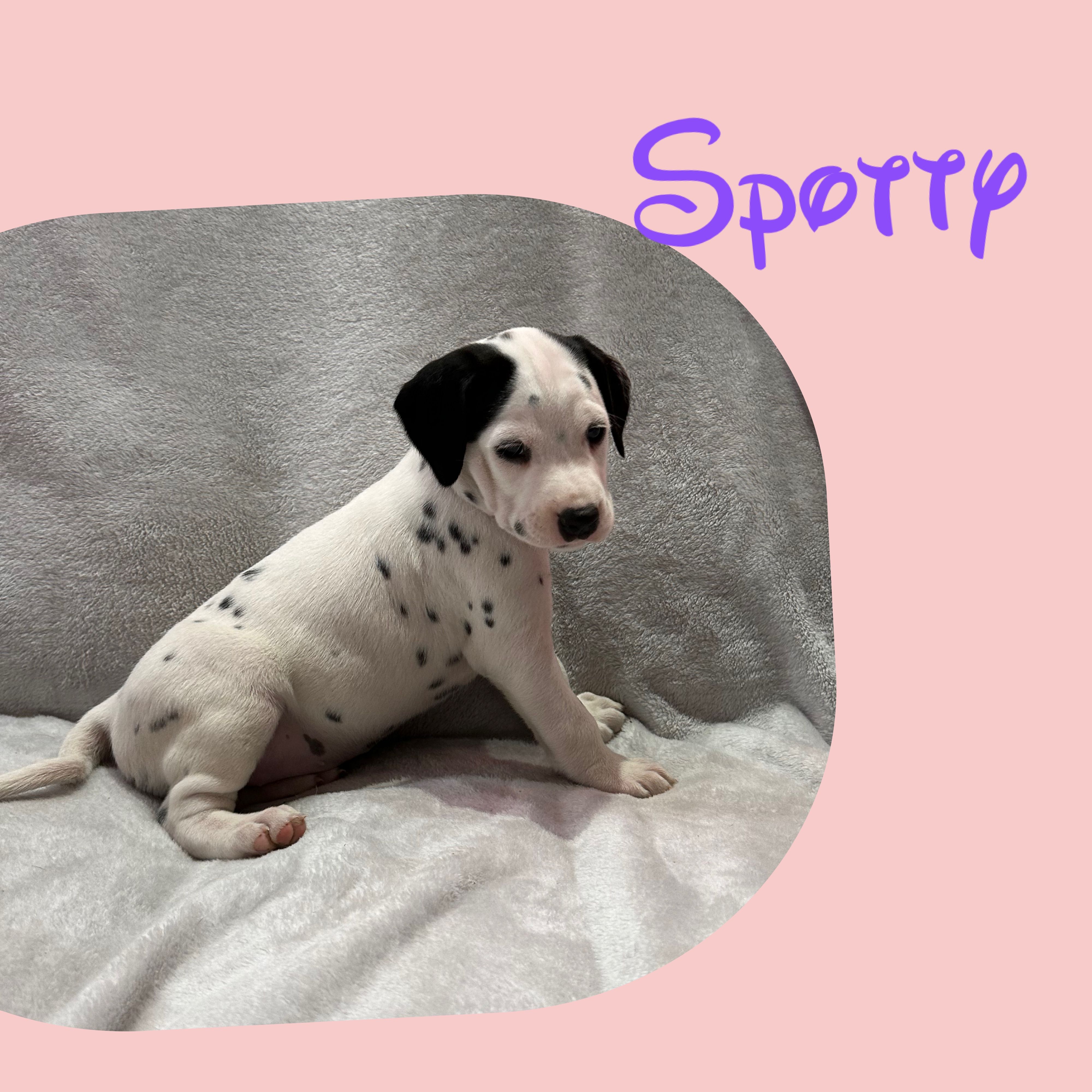 Spotty – Dalmatian puppy for sale in Croydon, PA