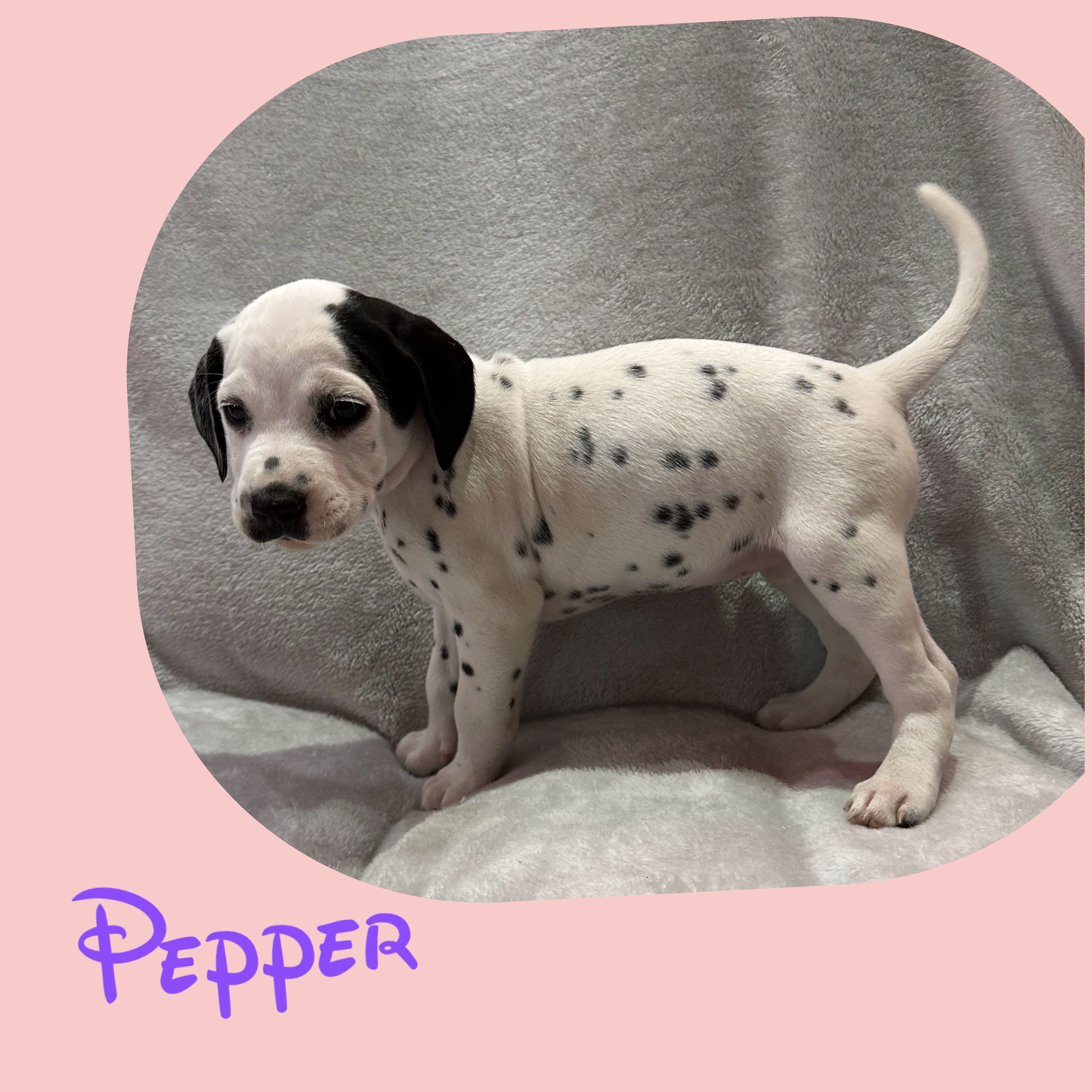 Pepper – Dalmatian puppy for sale in Croydon, PA