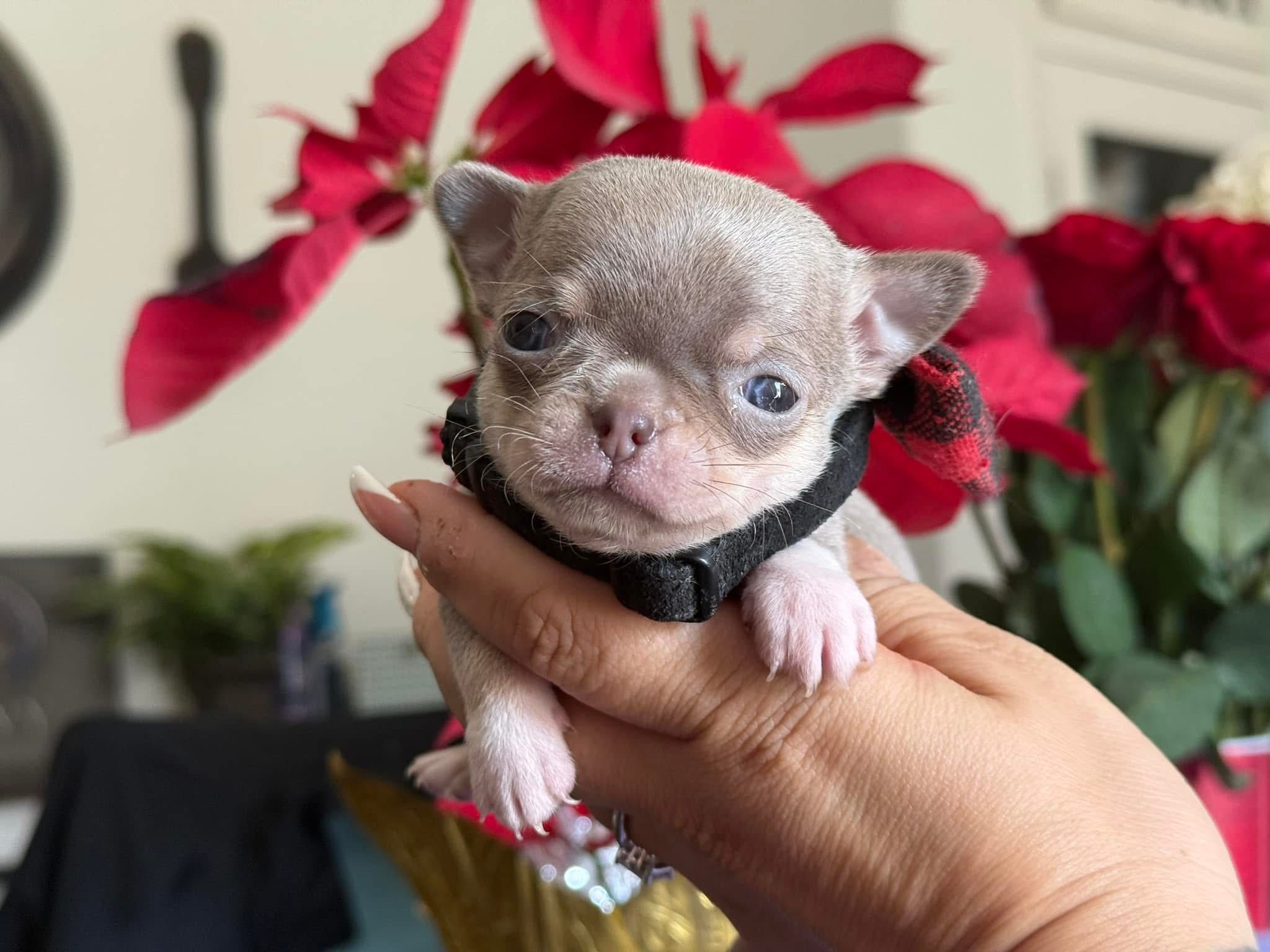Lavander male  – Chihuahua puppy for sale in Clovis, CA